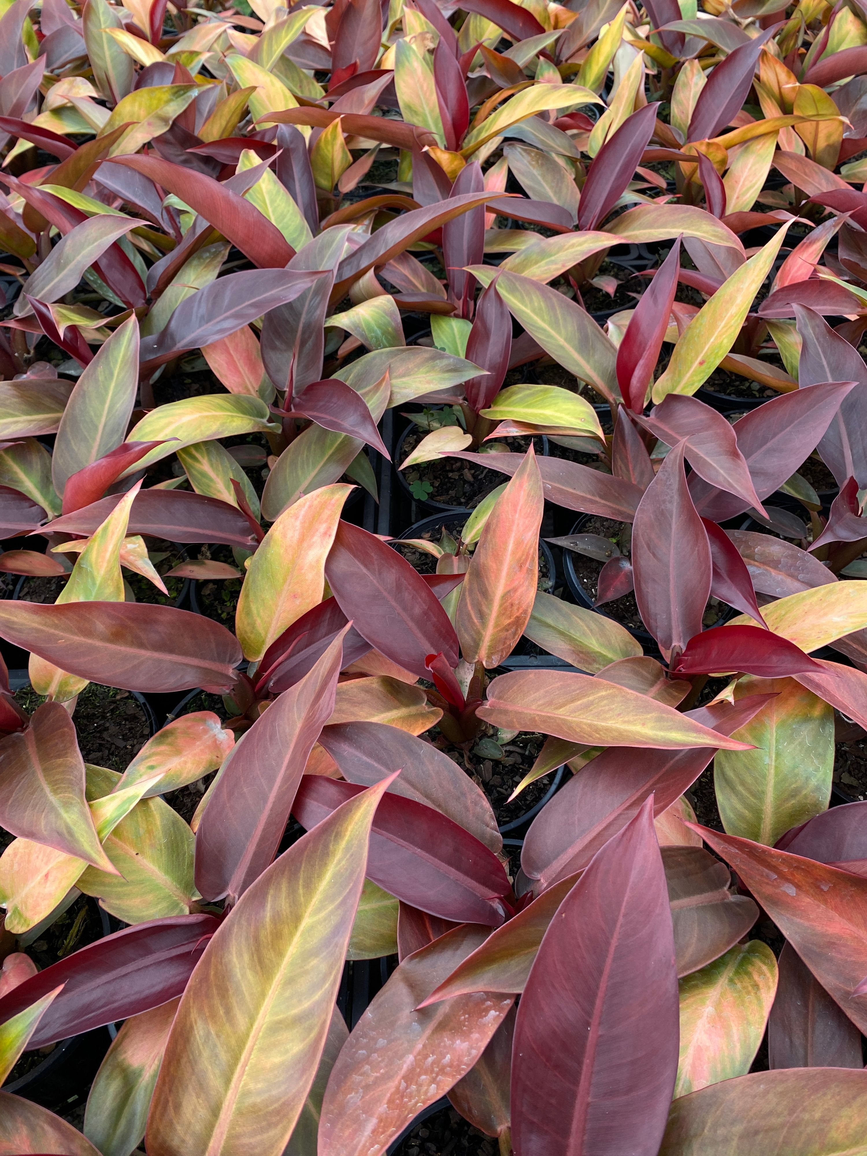 Philodendron Sun Red, photo 7