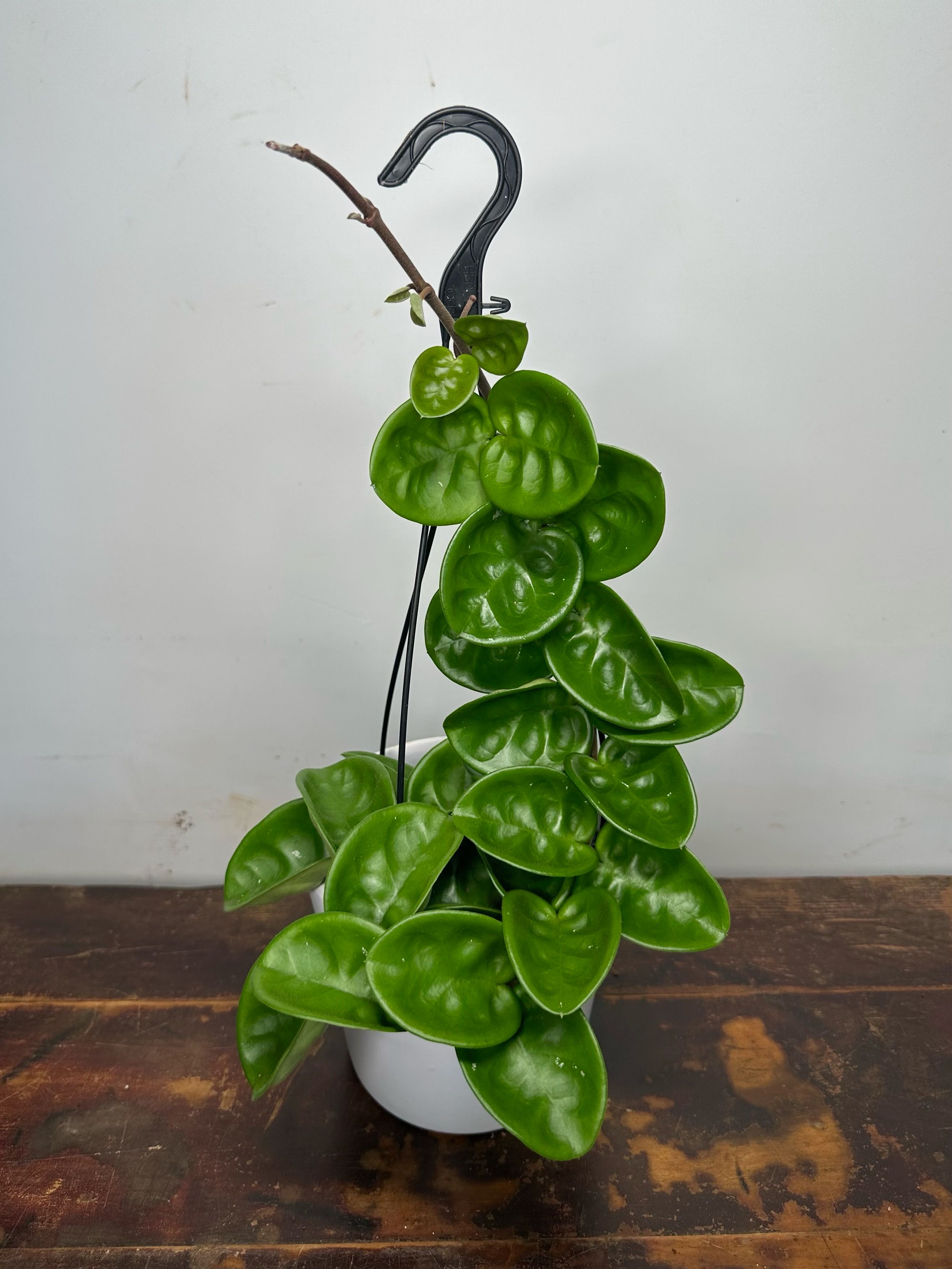 Hoya carnosa Krinkle 8 grown at the nursery
