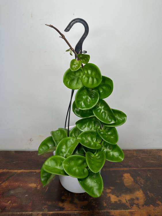 Hoya carnosa Krinkle 8, photo 2