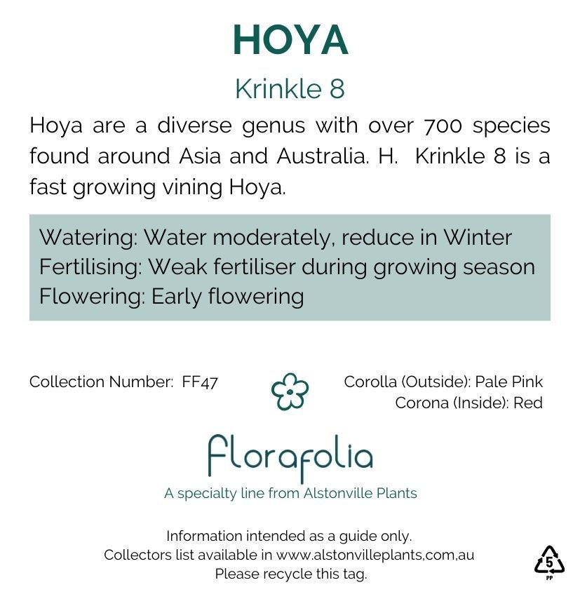 Hoya carnosa Krinkle 8, photo 2