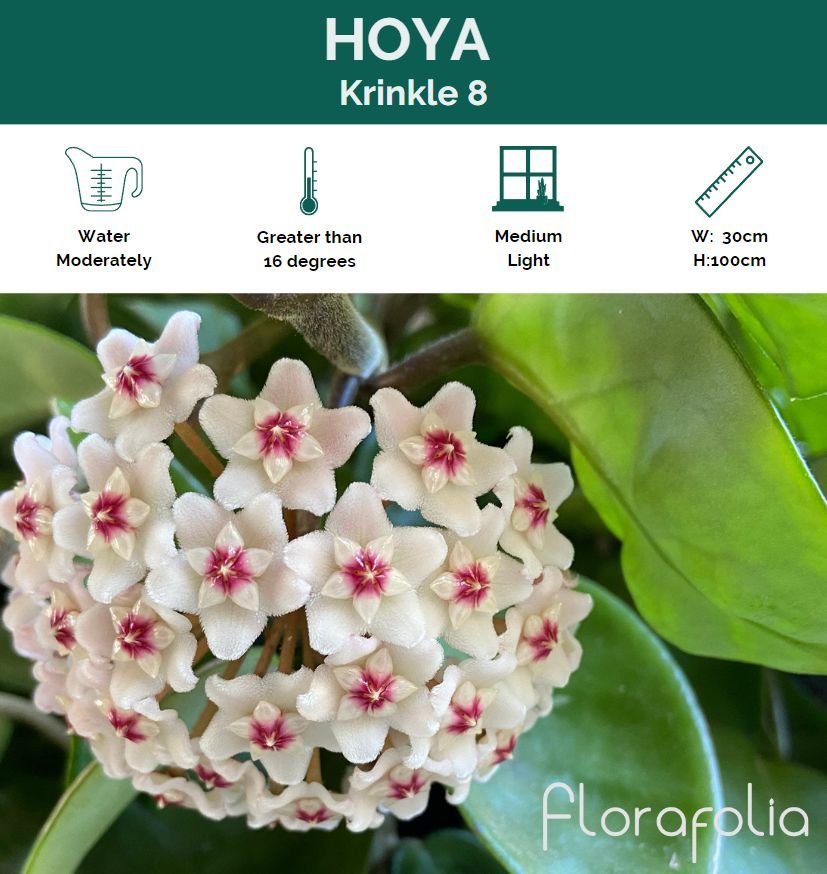 Hoya carnosa Krinkle 8, photo 3
