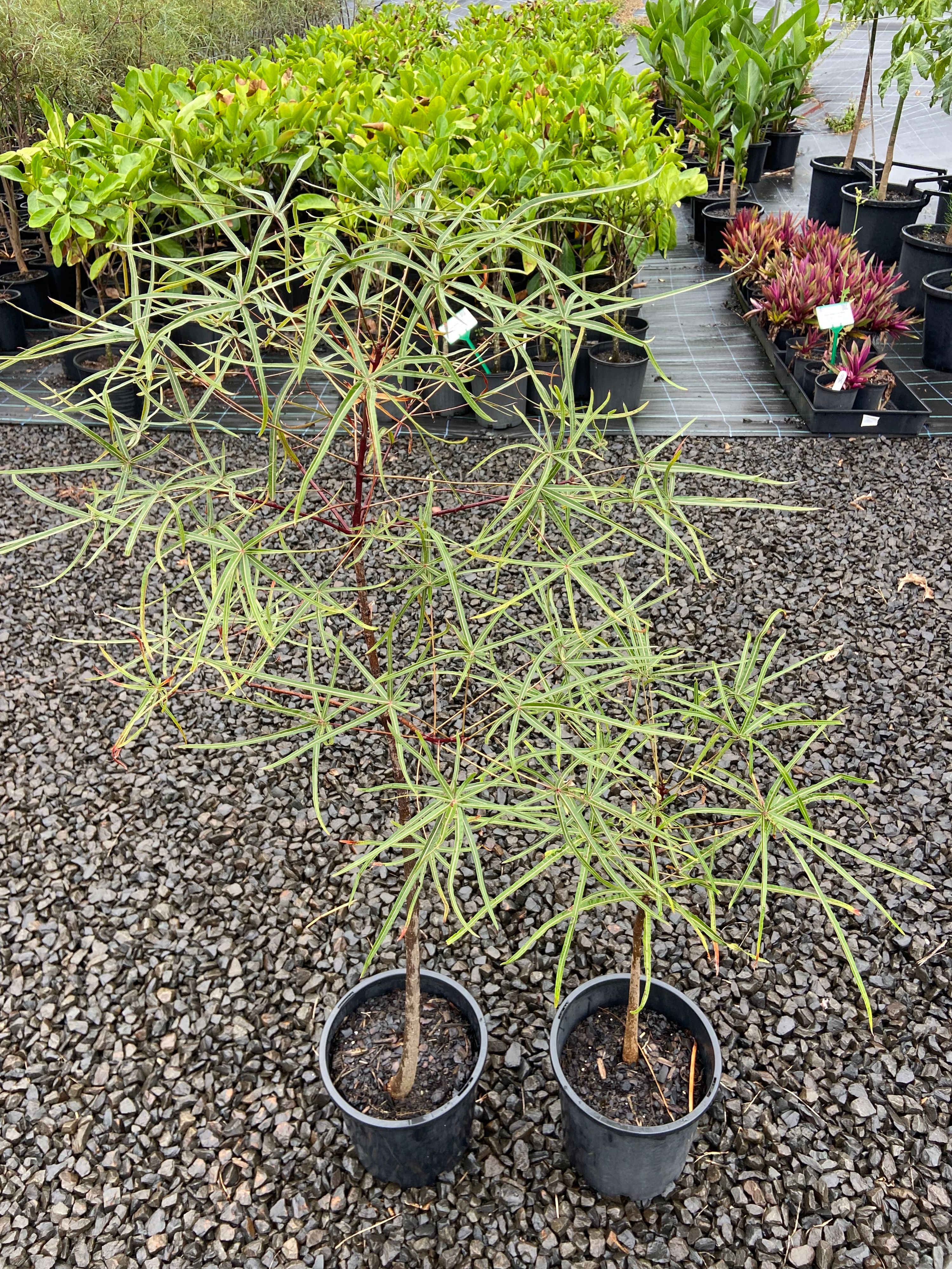 Brachychiton rupestris grown at the nursery