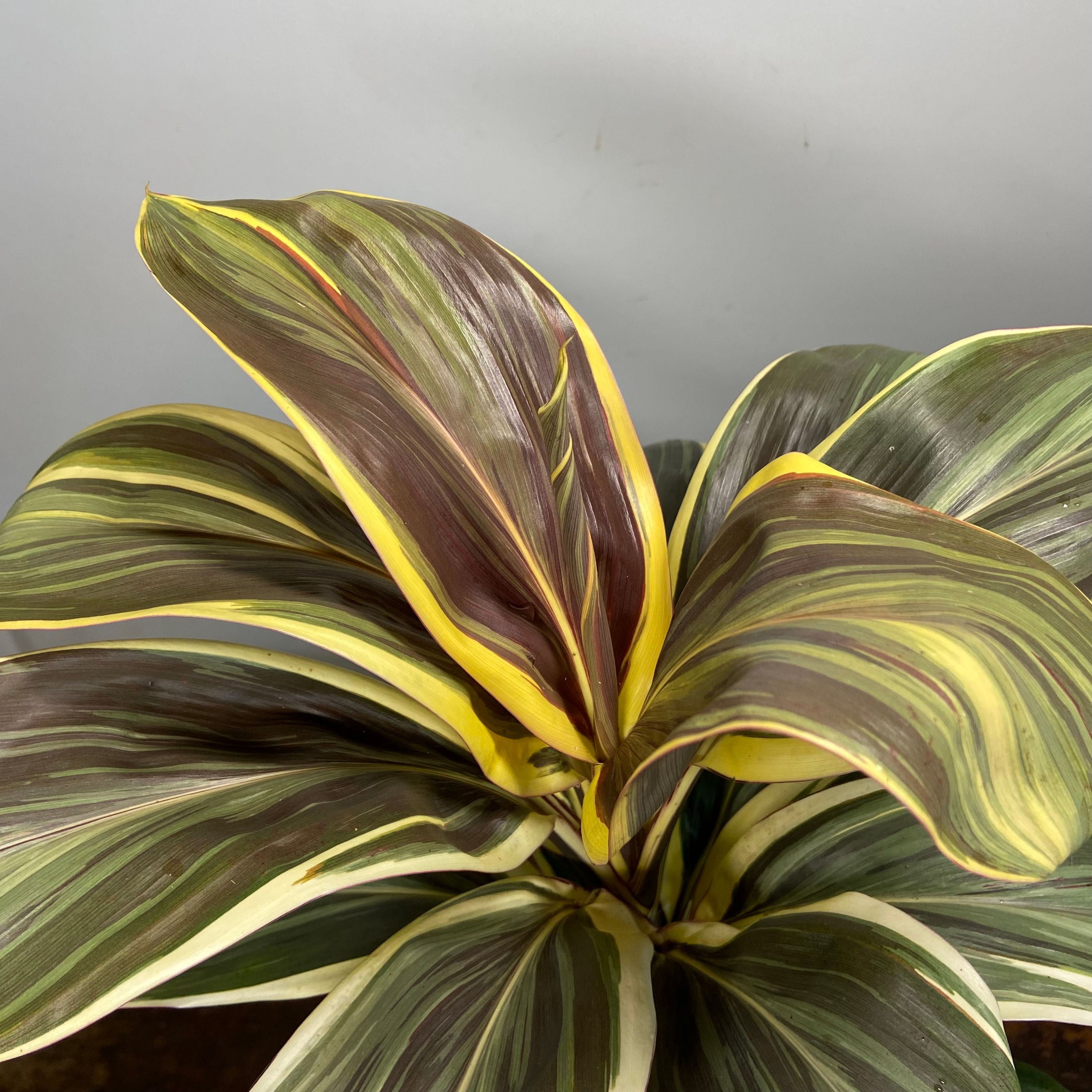 Cordyline fruticosa Miss Andrea grown at the nursery