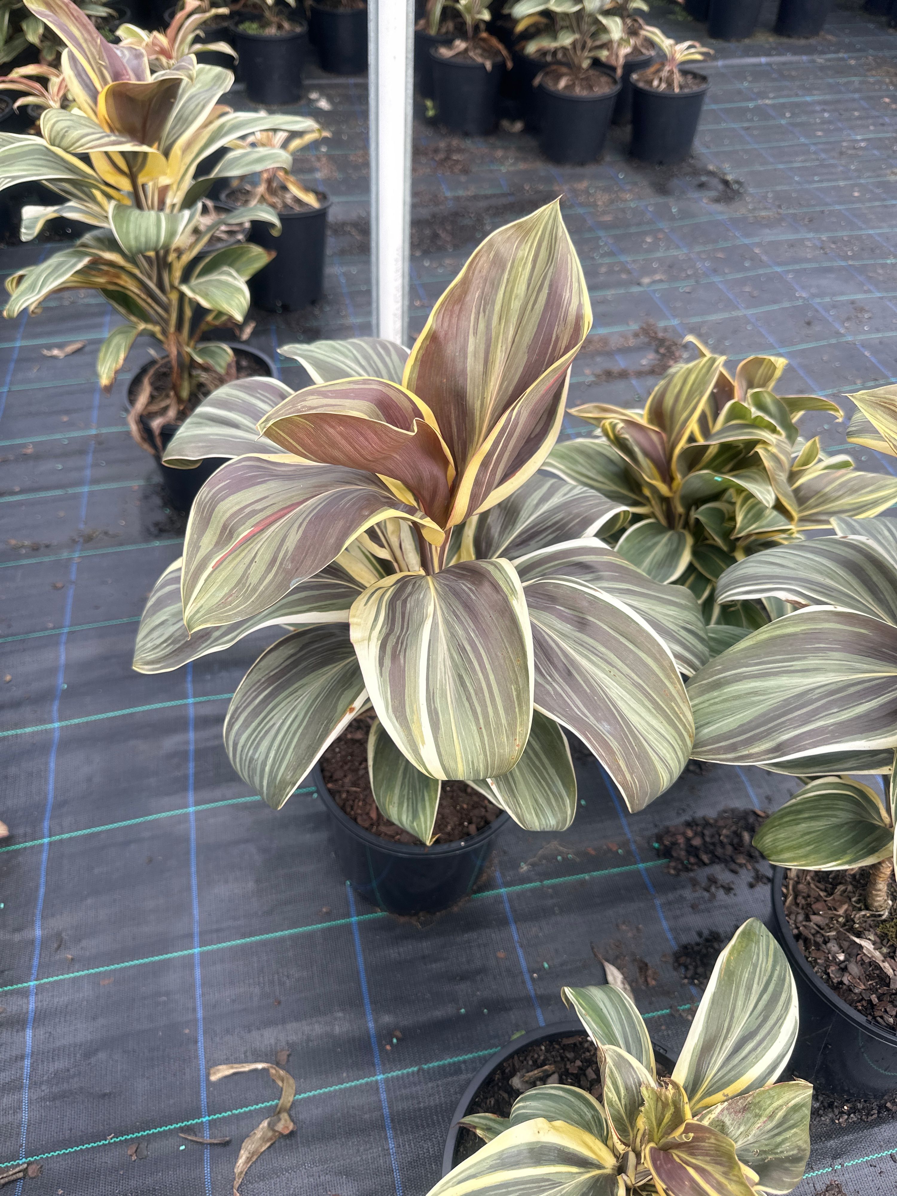 Cordyline fruticosa Miss Andrea, photo 2