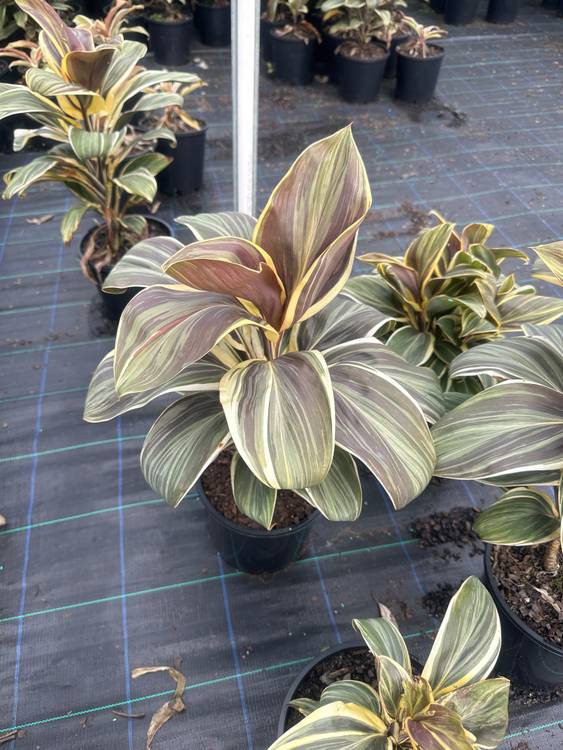Cordyline fruticosa Miss Andrea, photo 2