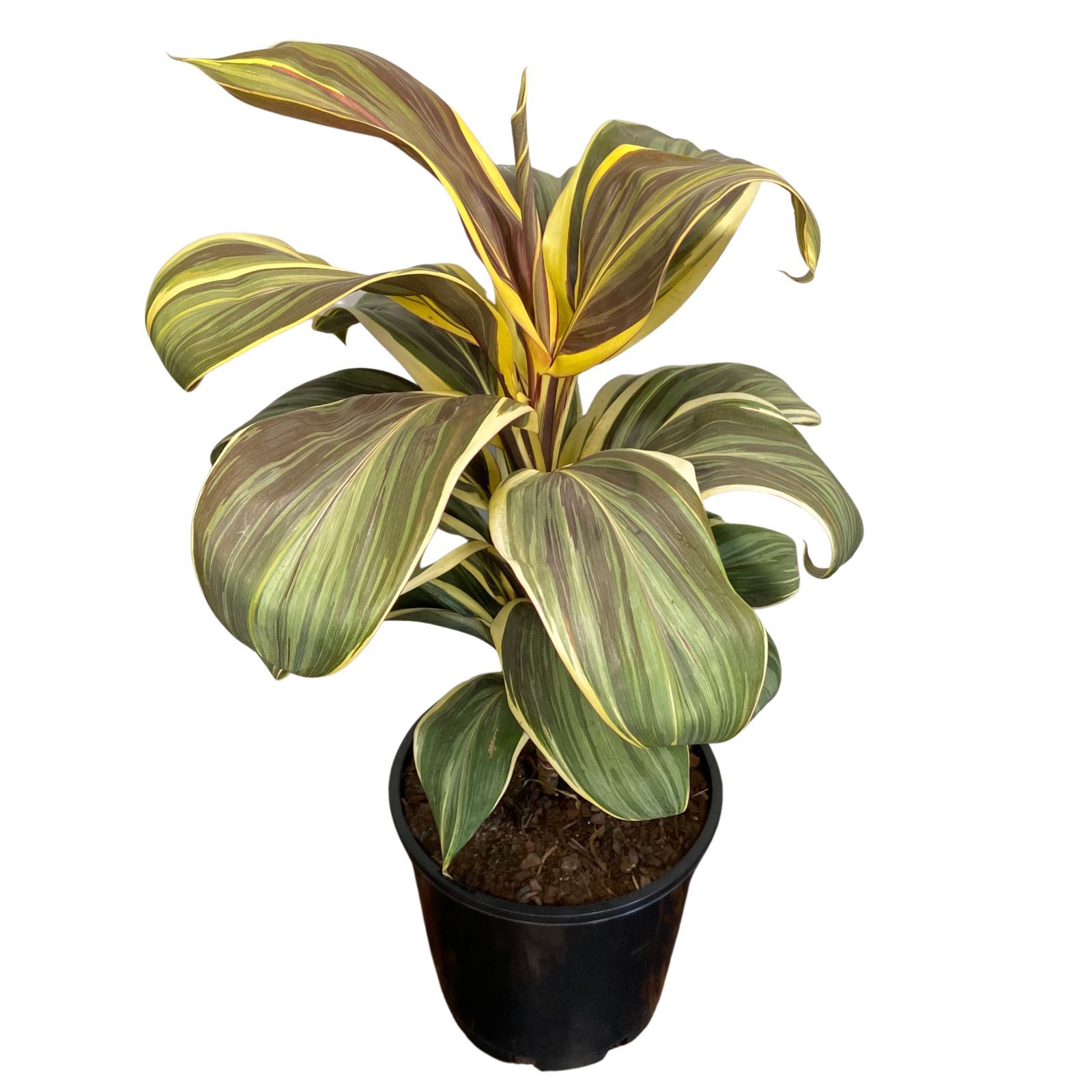 Cordyline fruticosa Miss Andrea, photo 3