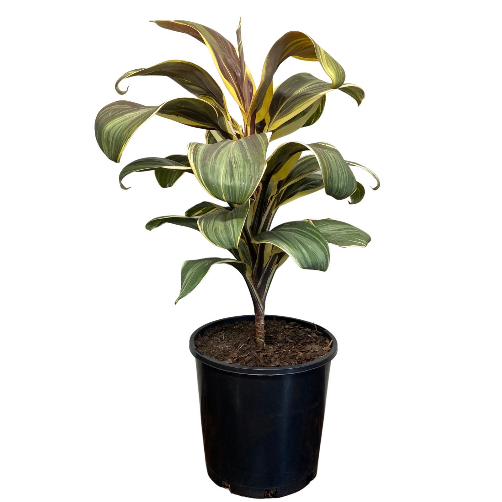 Cordyline fruticosa Miss Andrea, photo 4