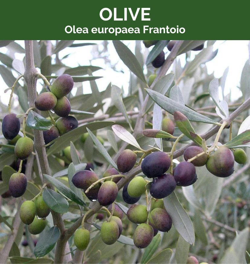 Olea europea Frantoio grown at the nursery