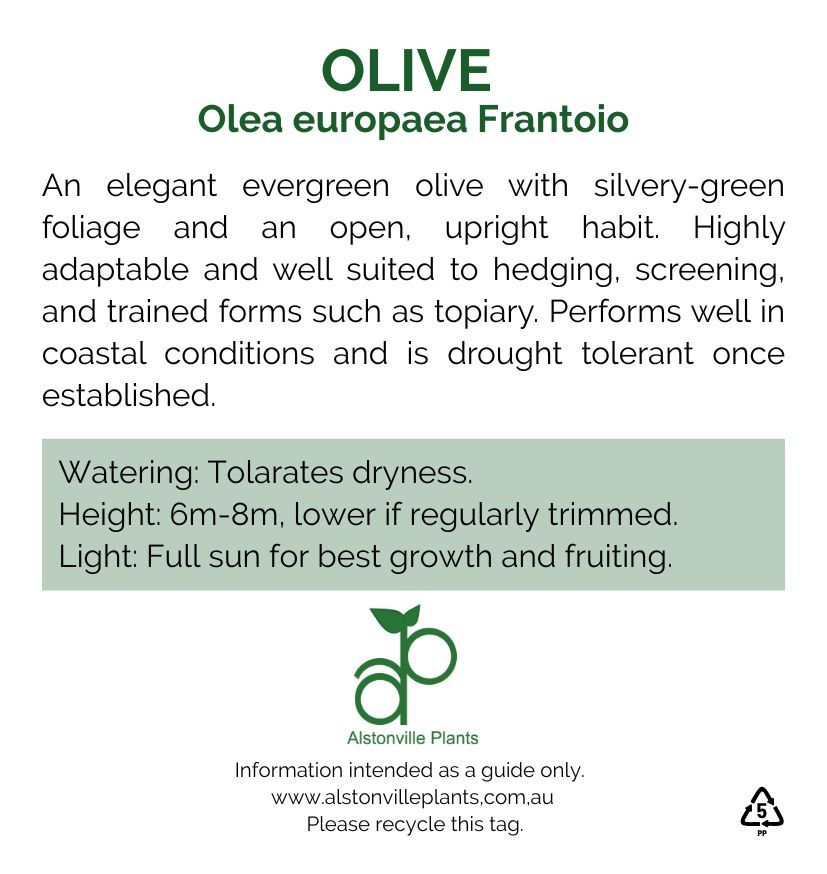 Olea europea Frantoio, photo 2