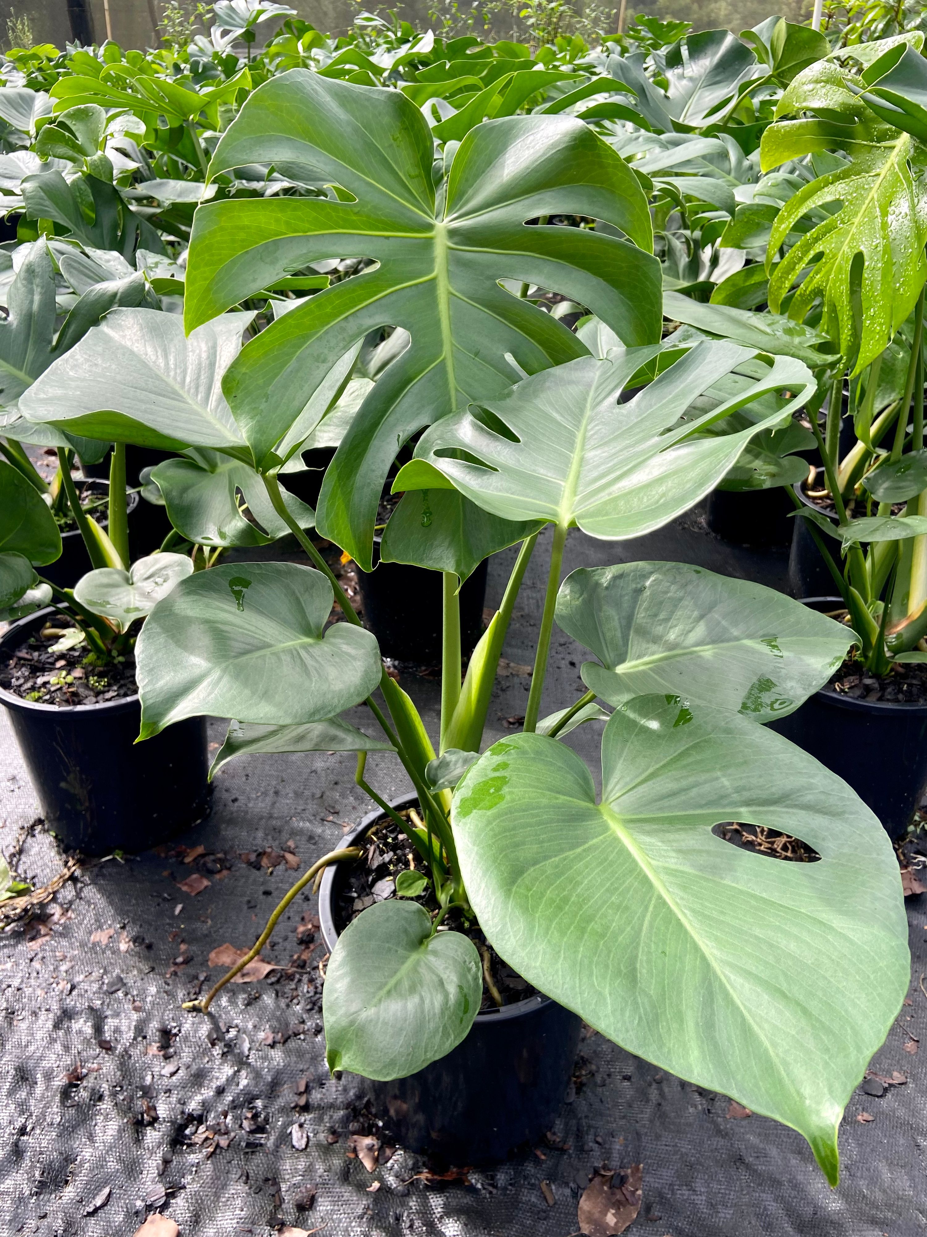 Monstera deliciosa grown at the nursery
