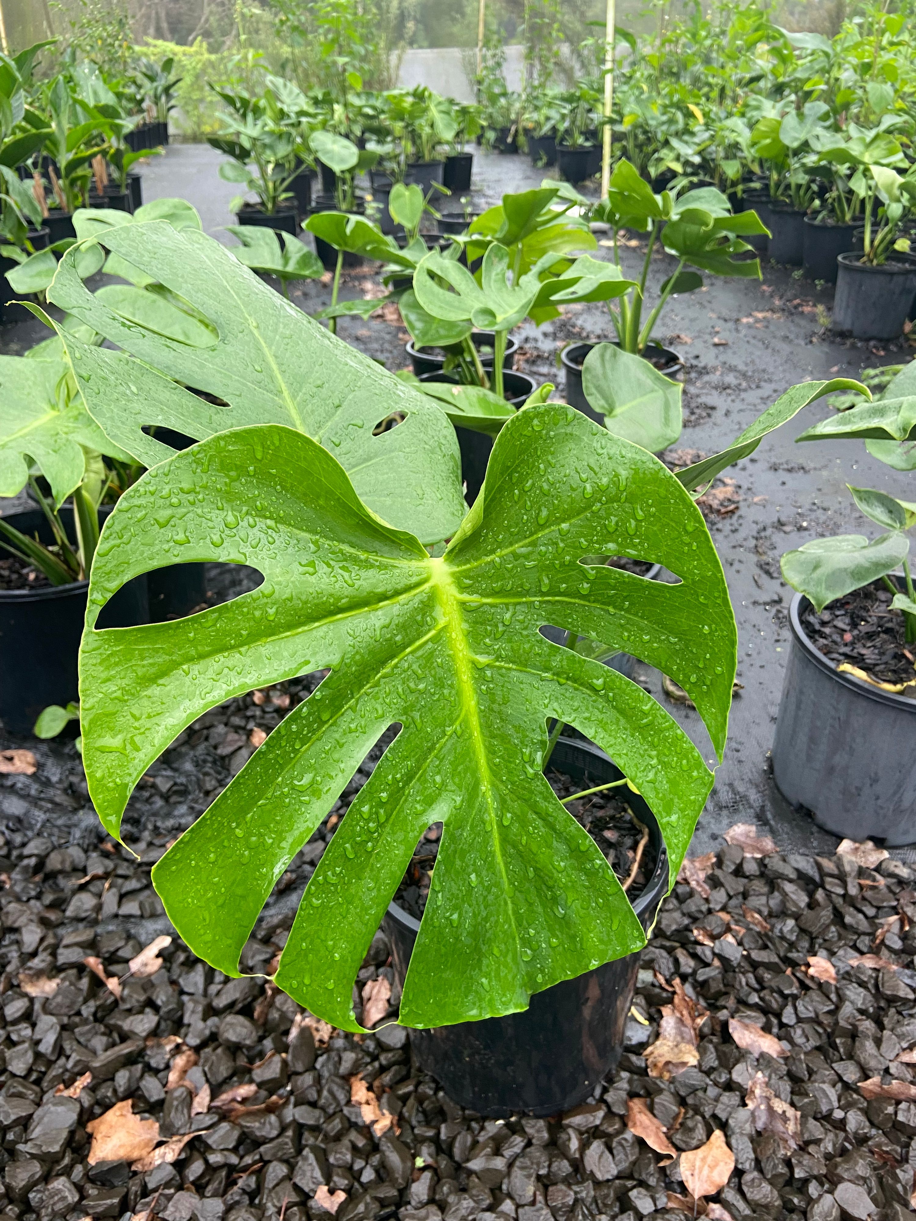Monstera deliciosa, photo 2