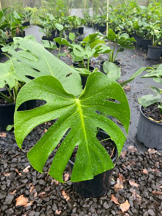 Monstera deliciosa, photo 2