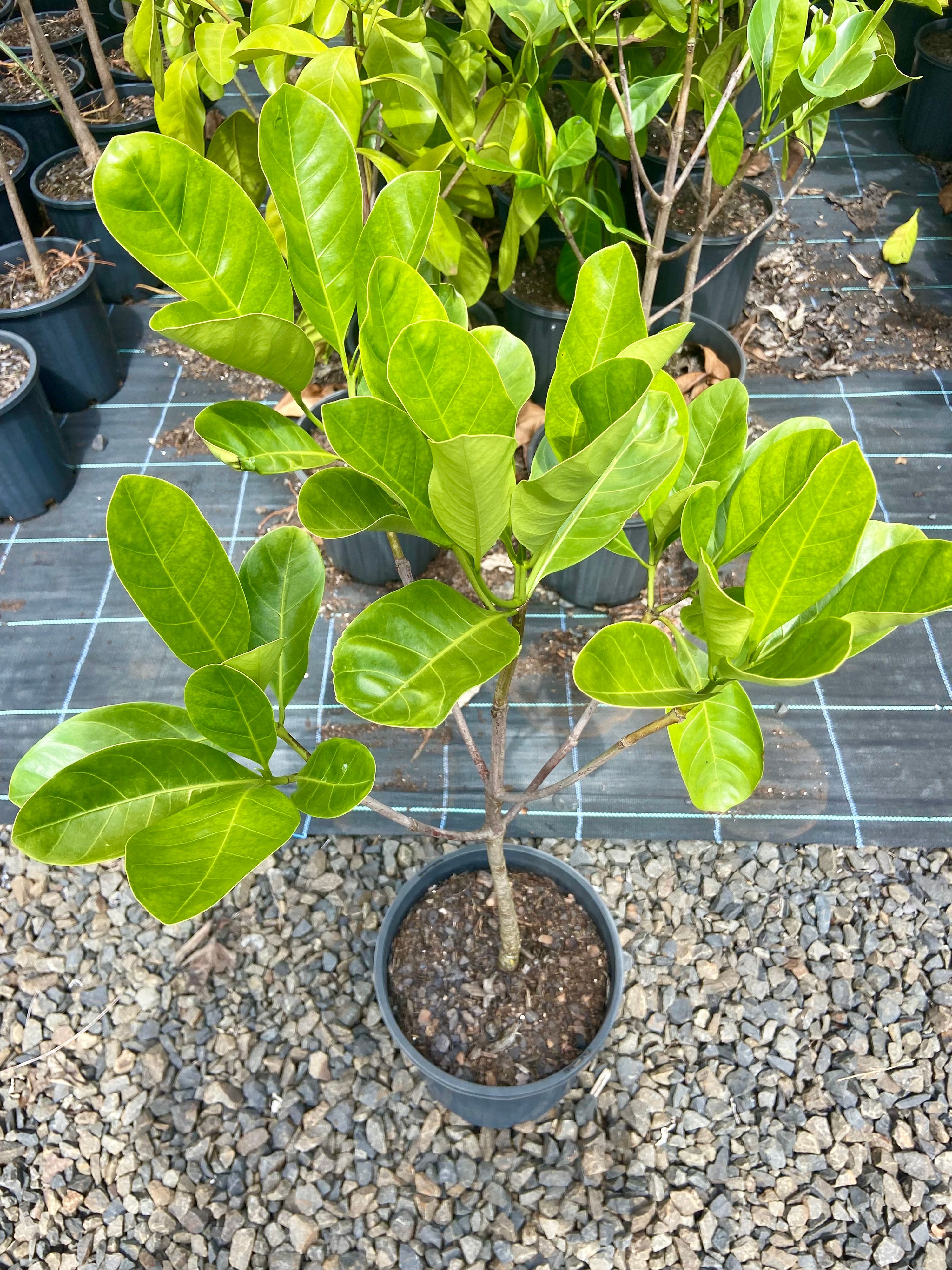Randia fitzalanii grown at the nursery