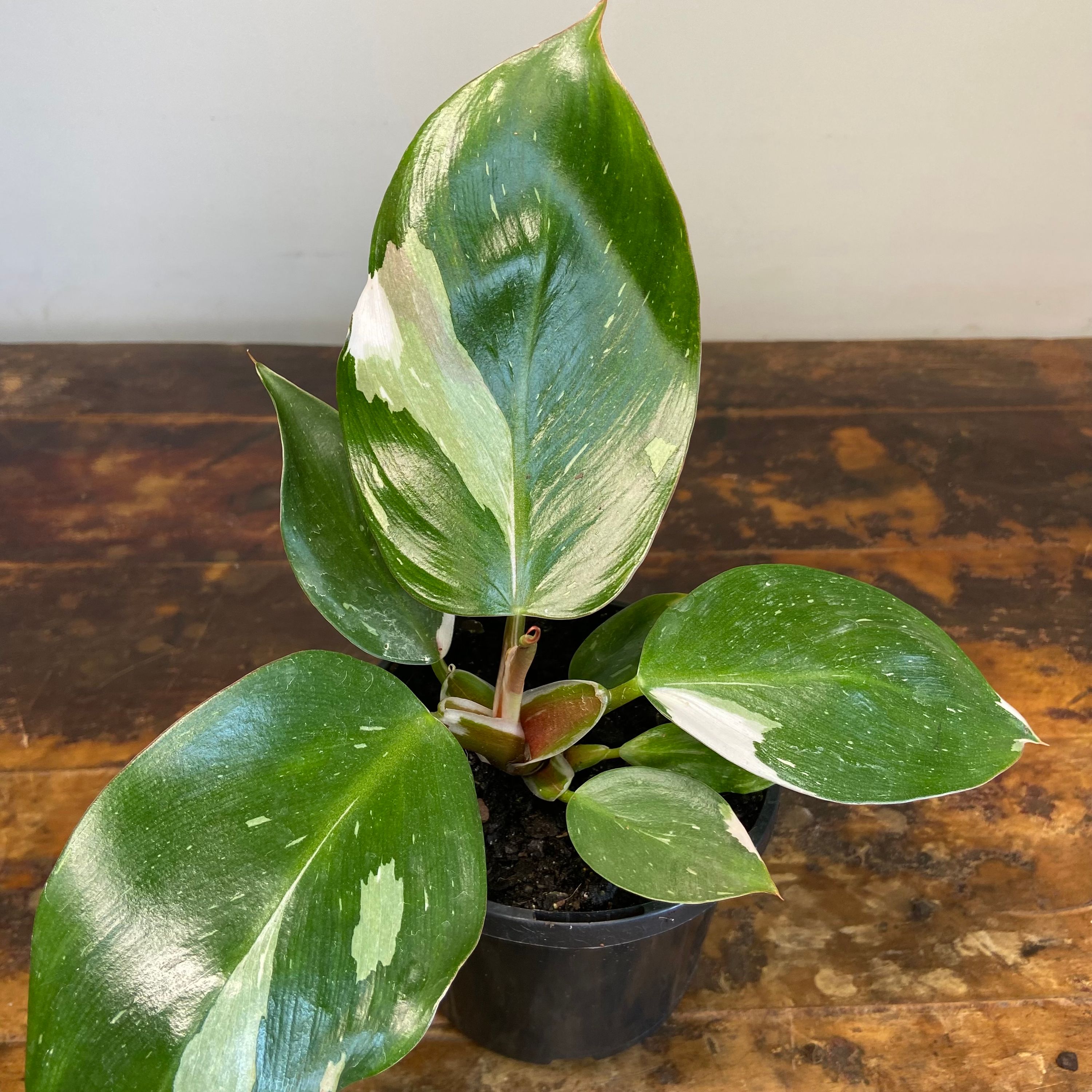 Philodendron White Knight, photo 3