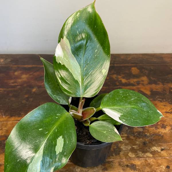 Philodendron White Knight, photo 3