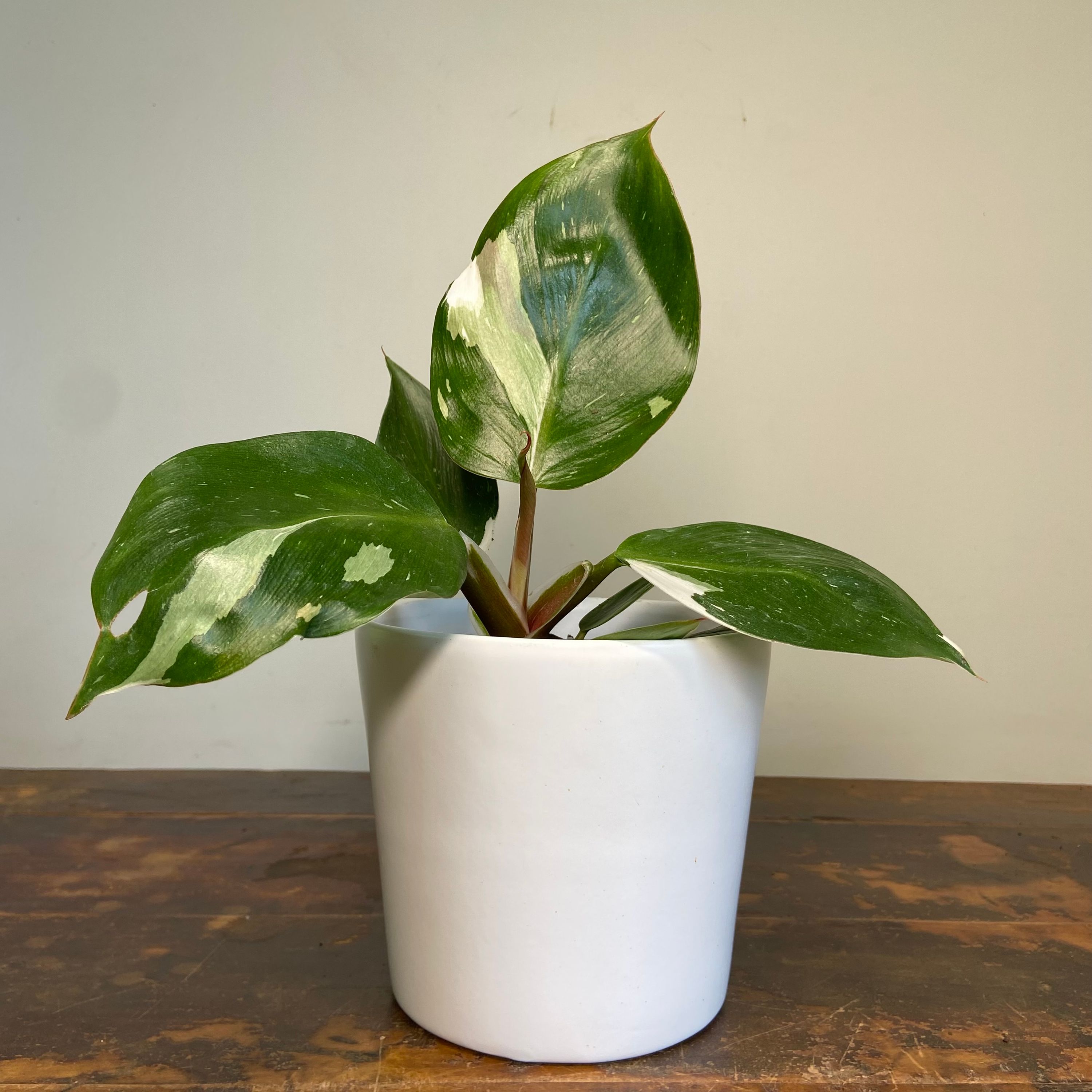 Philodendron White Knight, photo 4