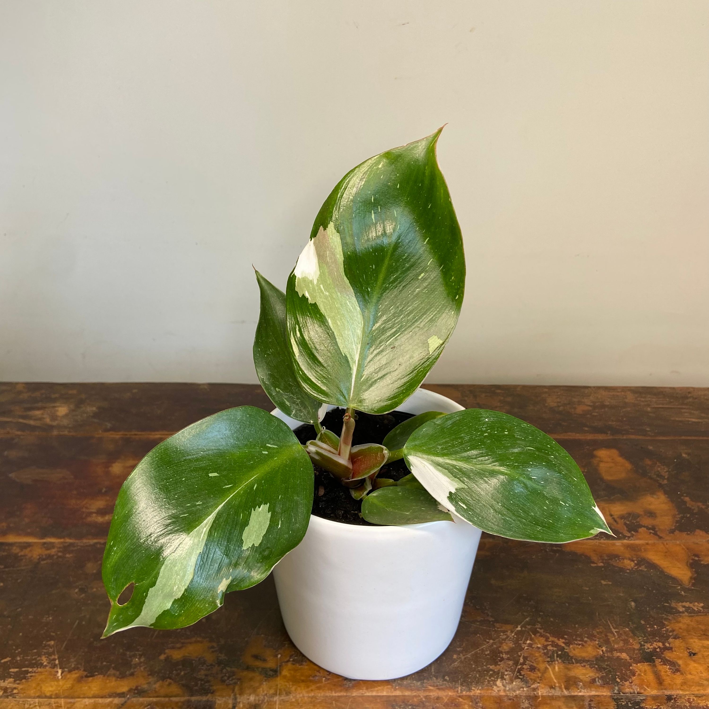 Philodendron White Knight, photo 5