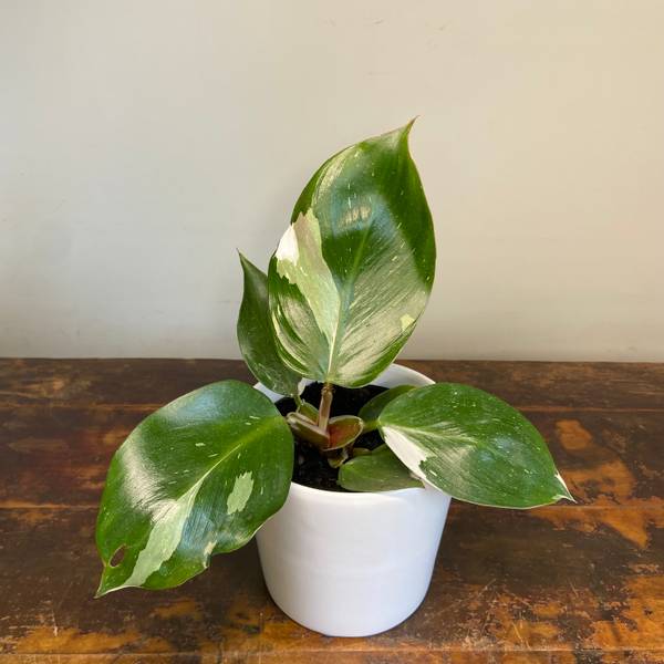Philodendron White Knight, photo 5