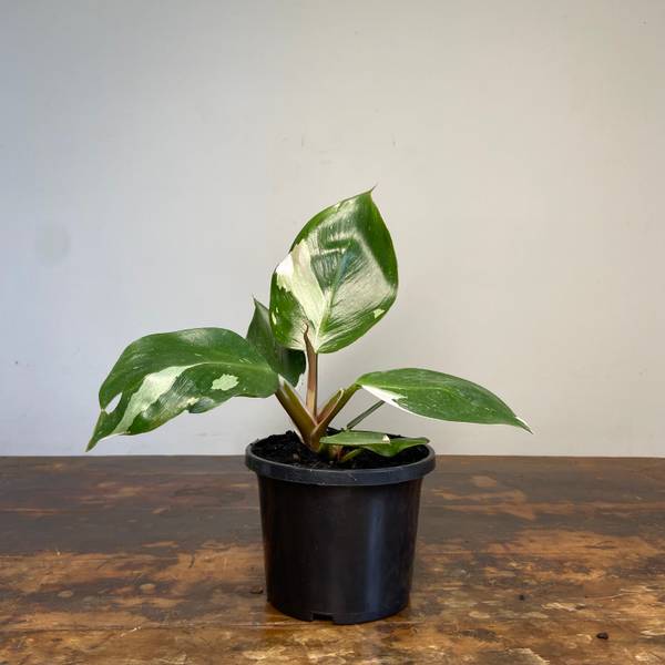 Philodendron White Knight, photo 4
