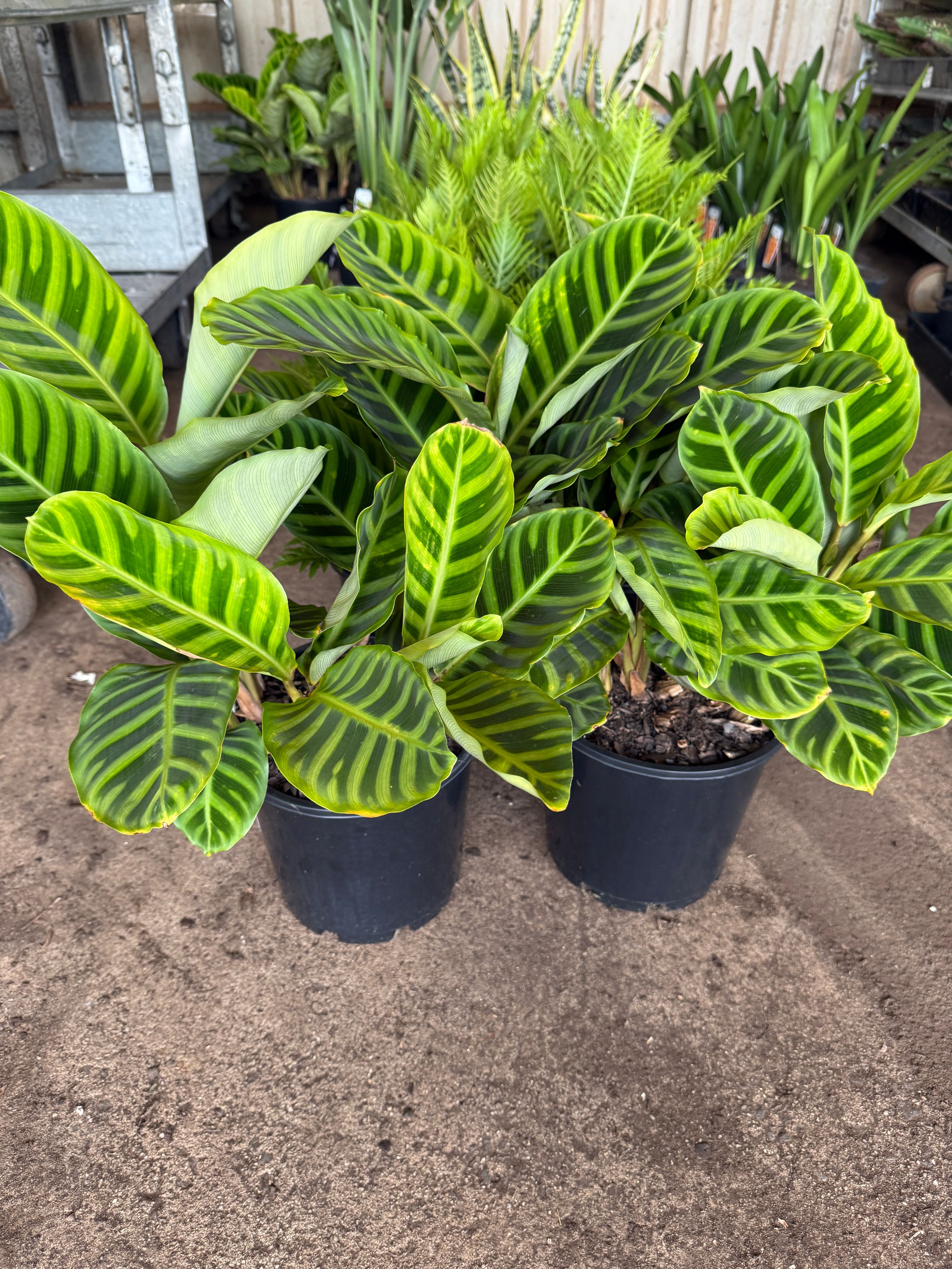 Calathea zebrina grown at the nursery