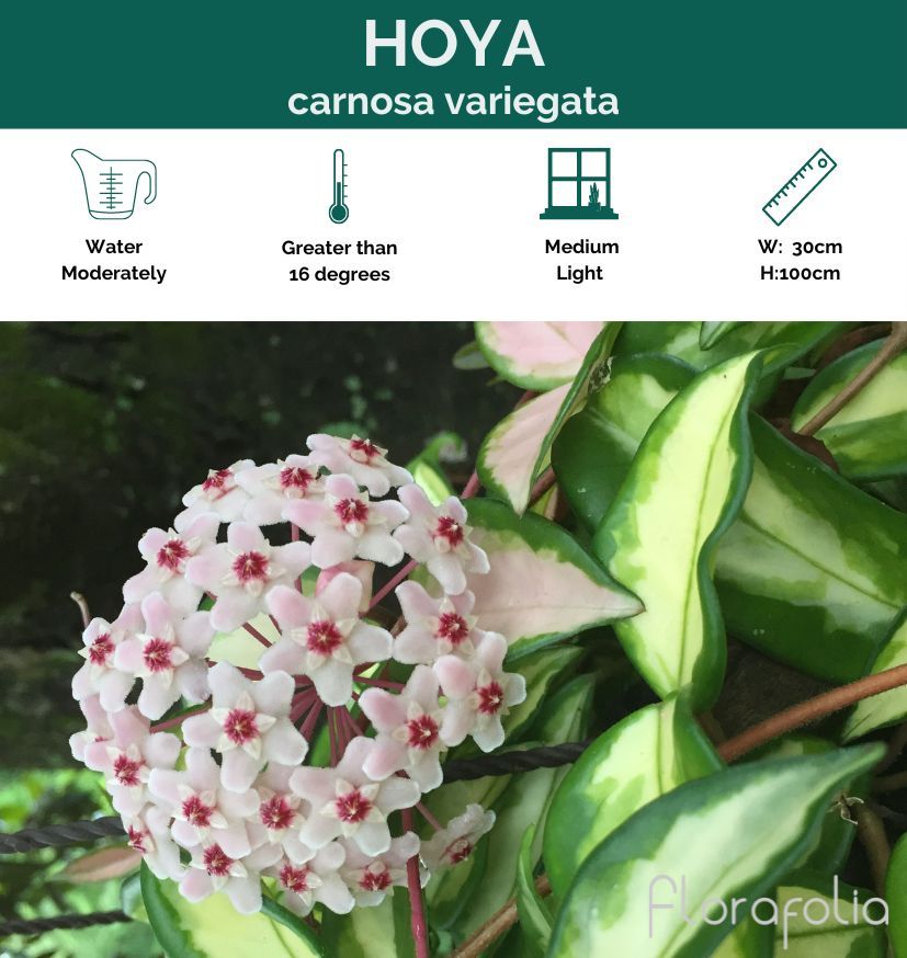 Hoya carnosa variegata, photo 2