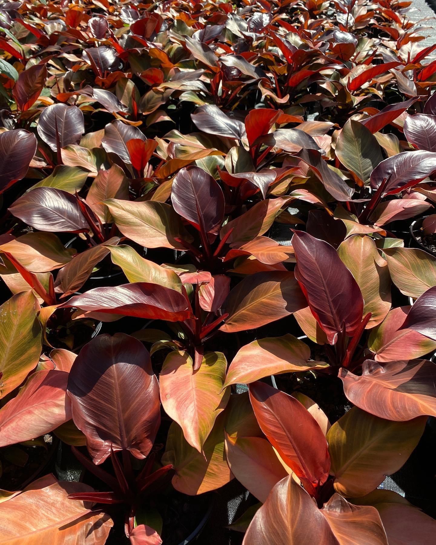Philodendron McColleys Finale, photo 4