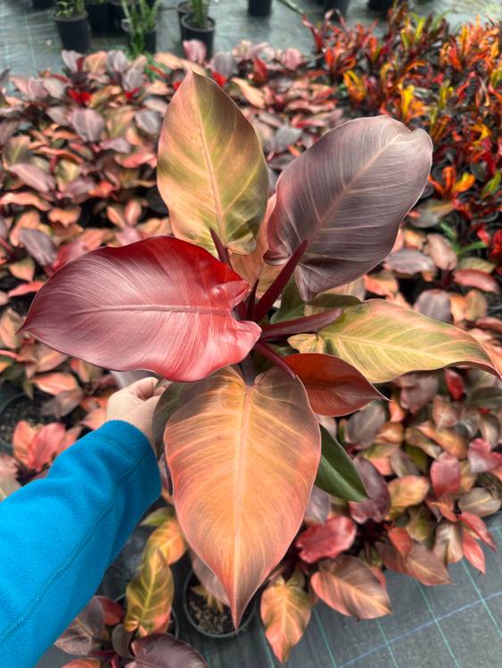 Philodendron McColleys Finale, photo 4