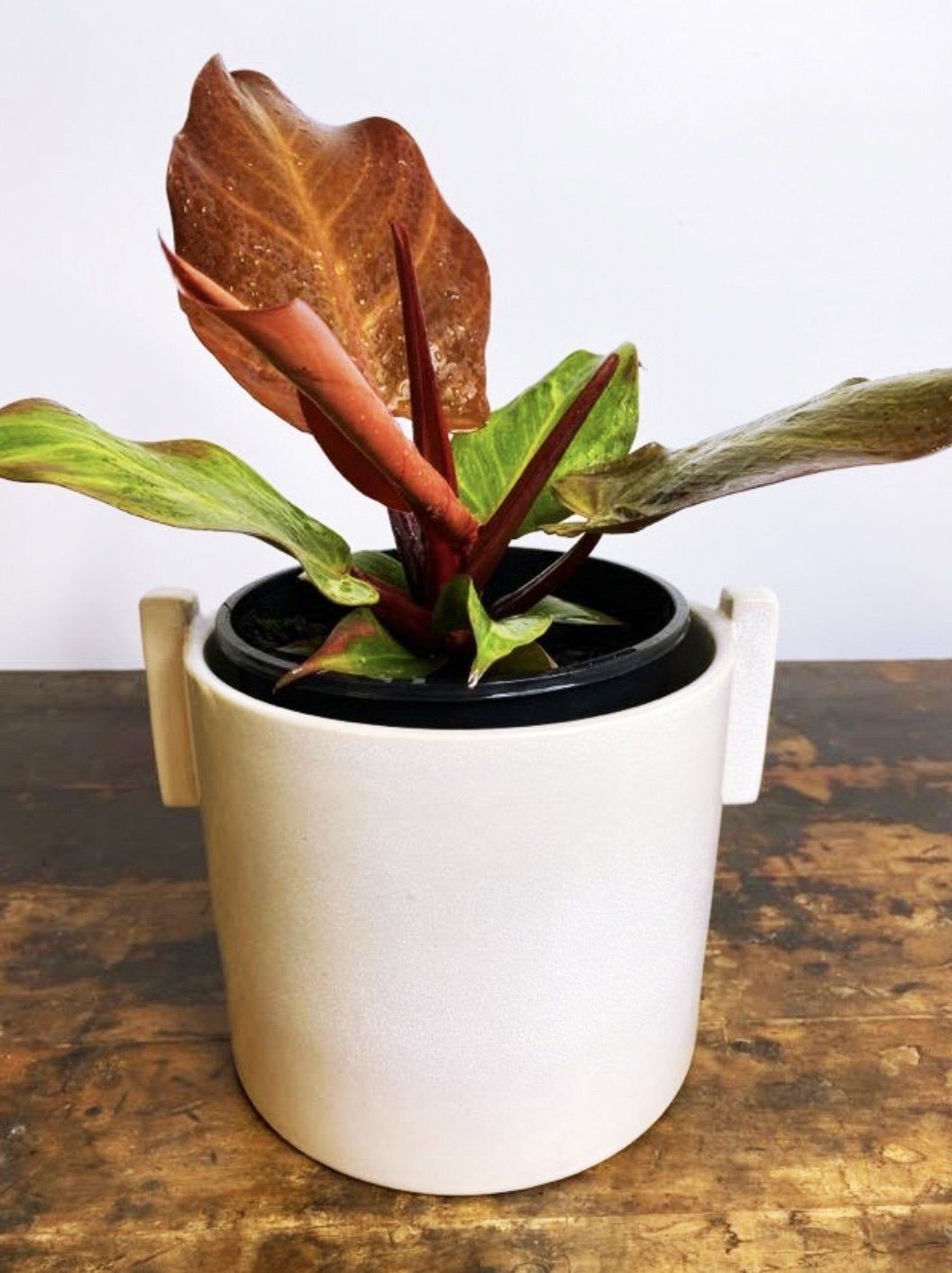 Philodendron McColleys Finale, photo 3