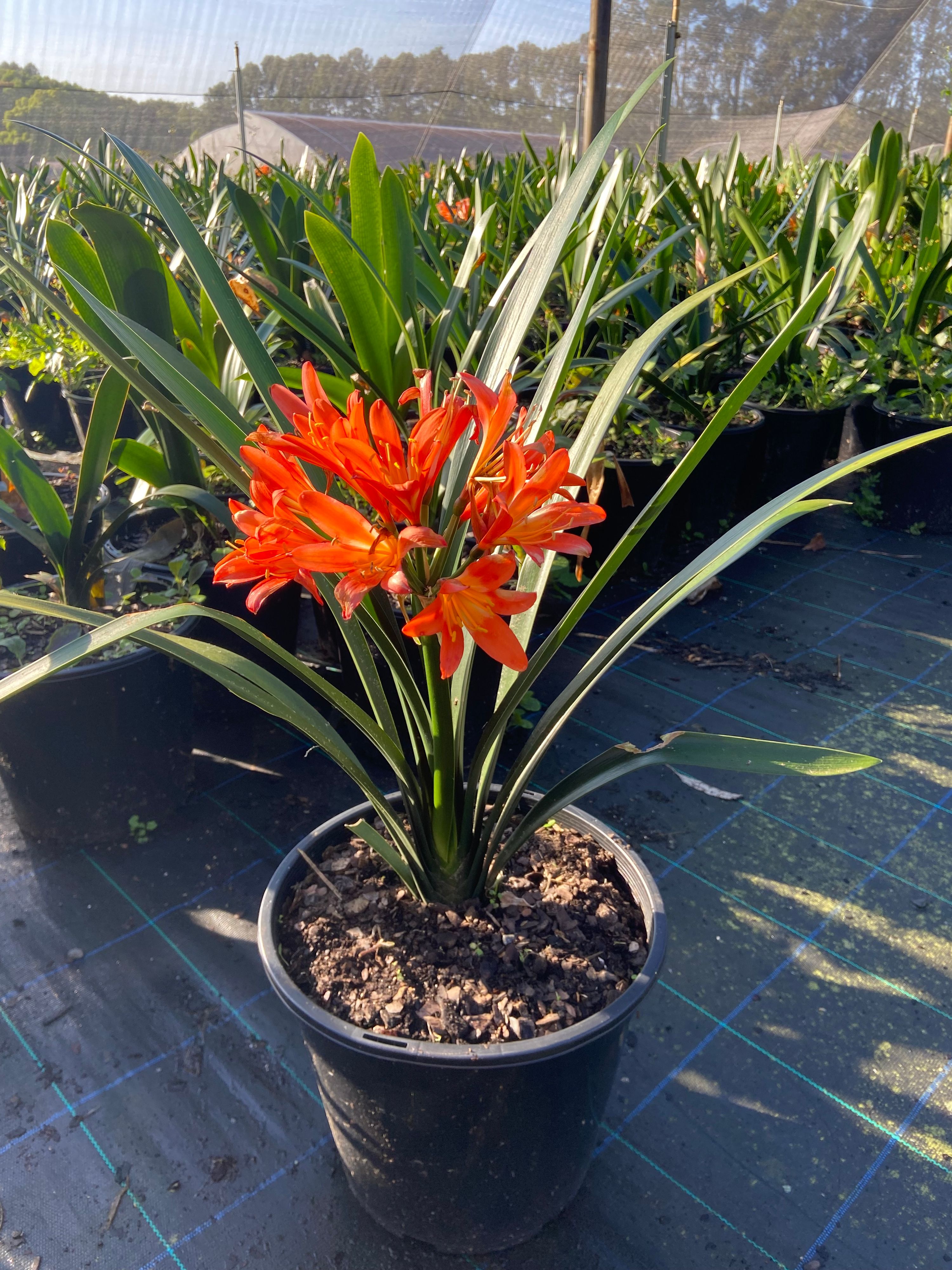 Clivia miniata grown at the nursery