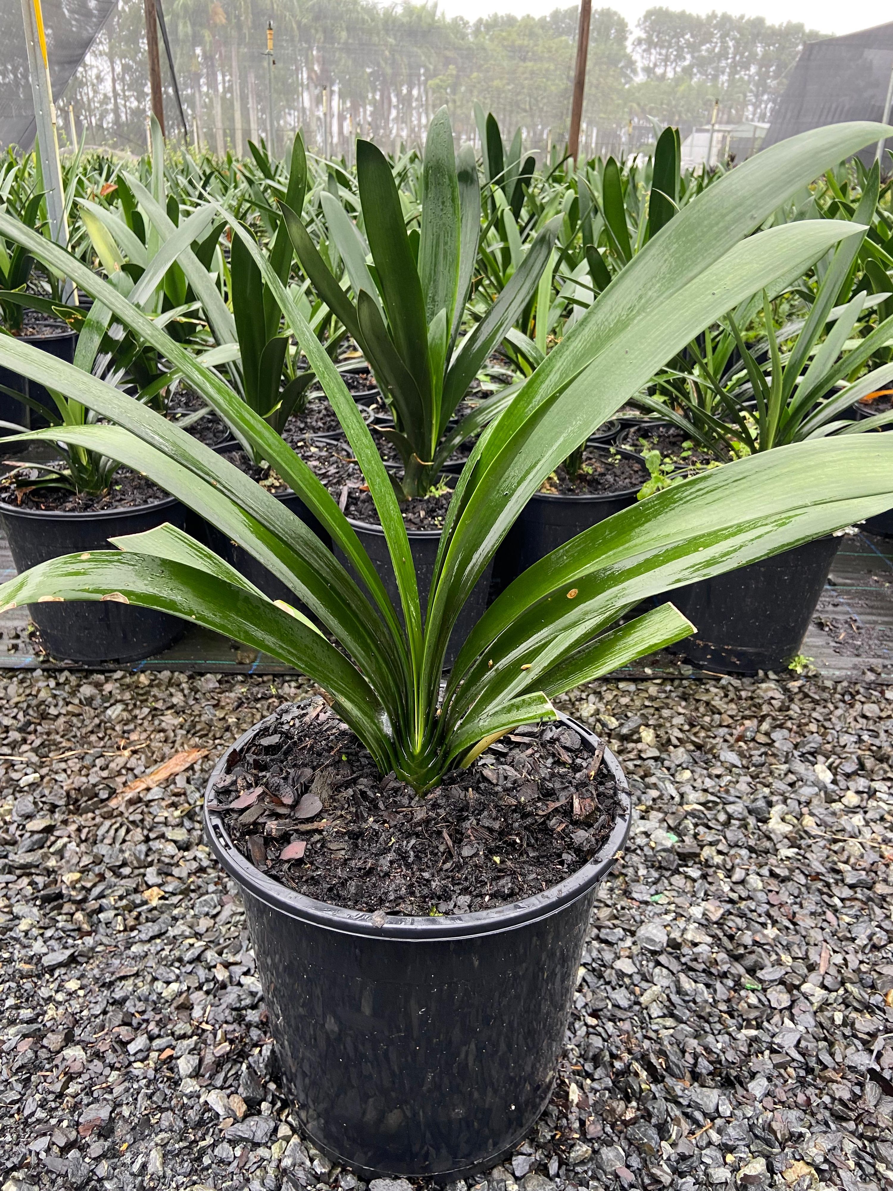 Clivia miniata, photo 2