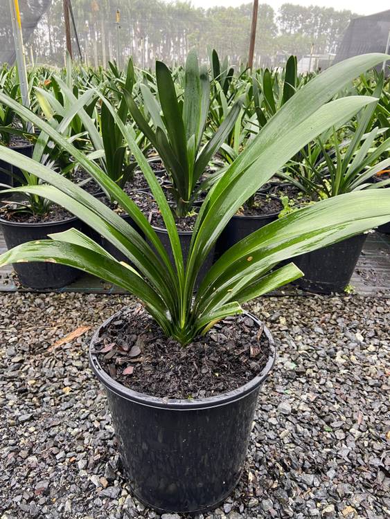 Clivia miniata, photo 2