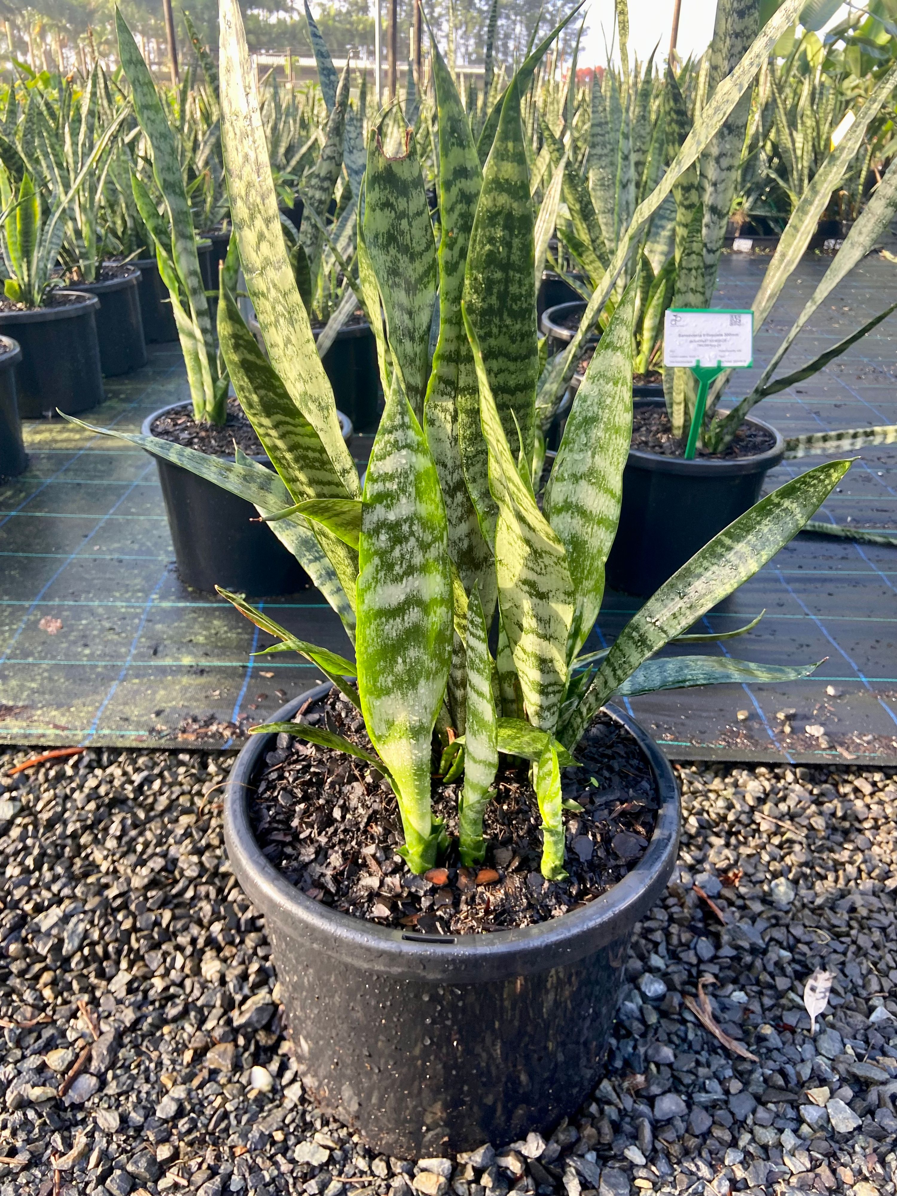 Sansevieria trifasciata grown at the nursery