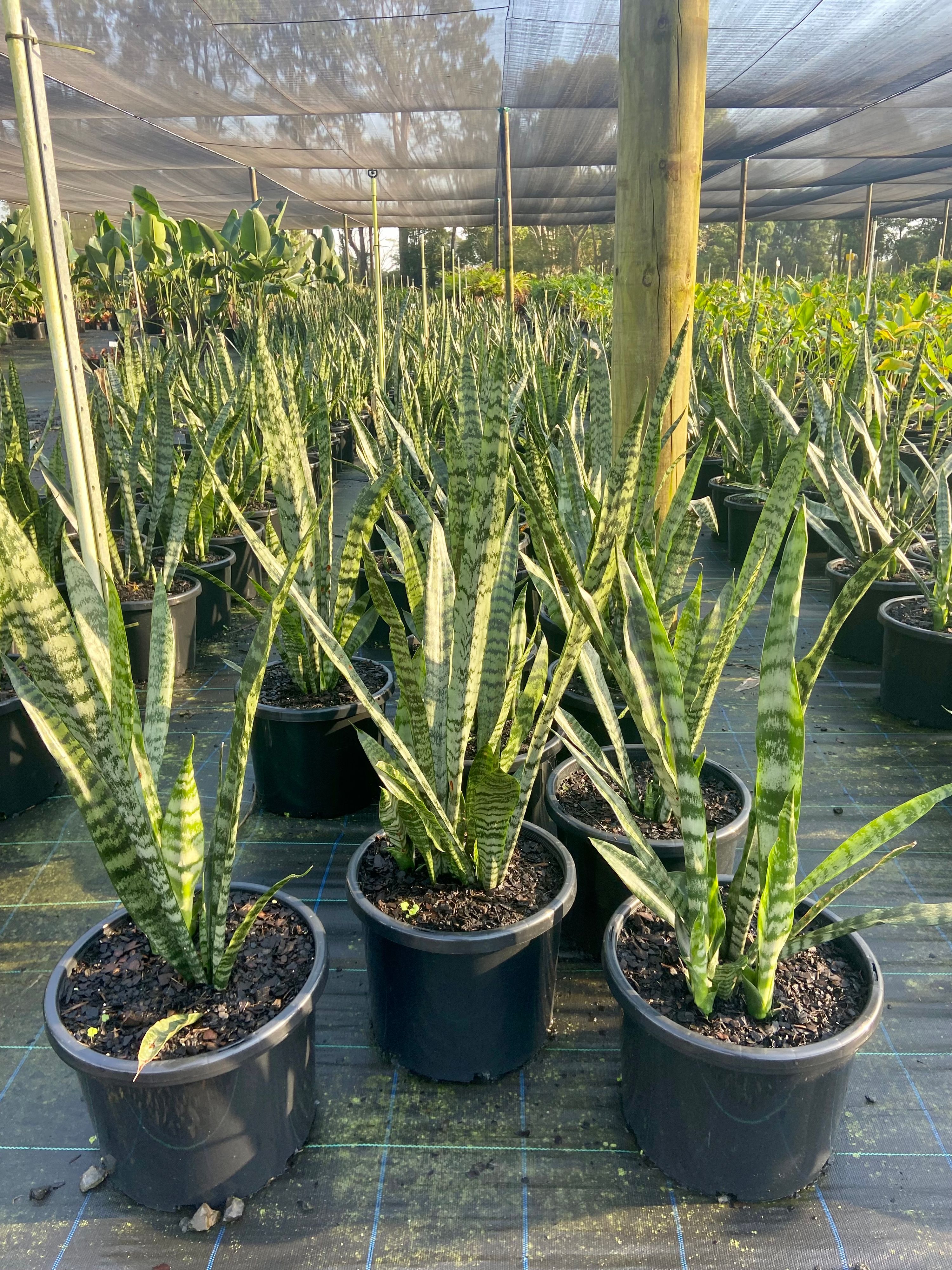 Sansevieria trifasciata, photo 2
