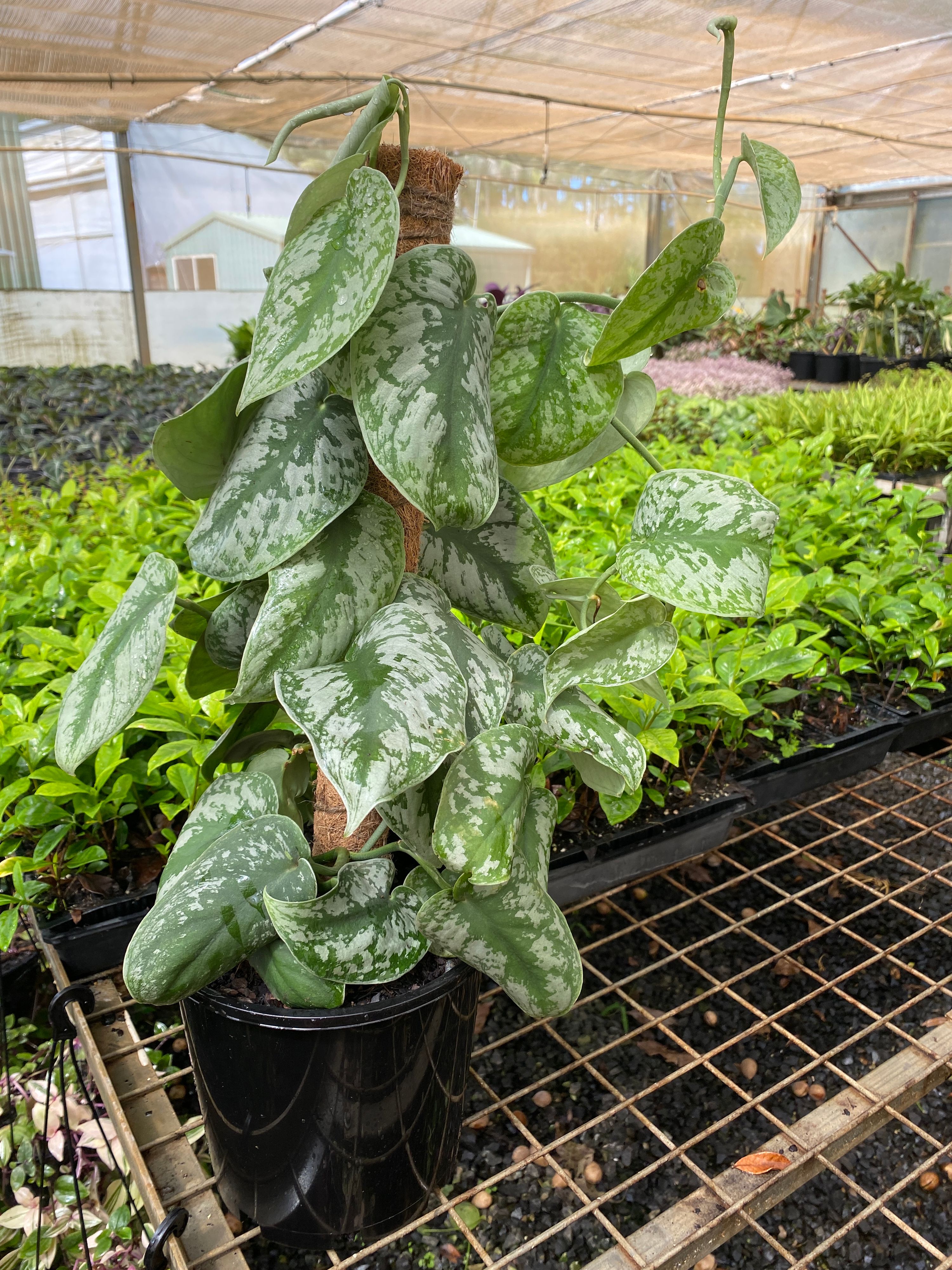 Epipremnum aureum Silver Satin Totem grown at the nursery