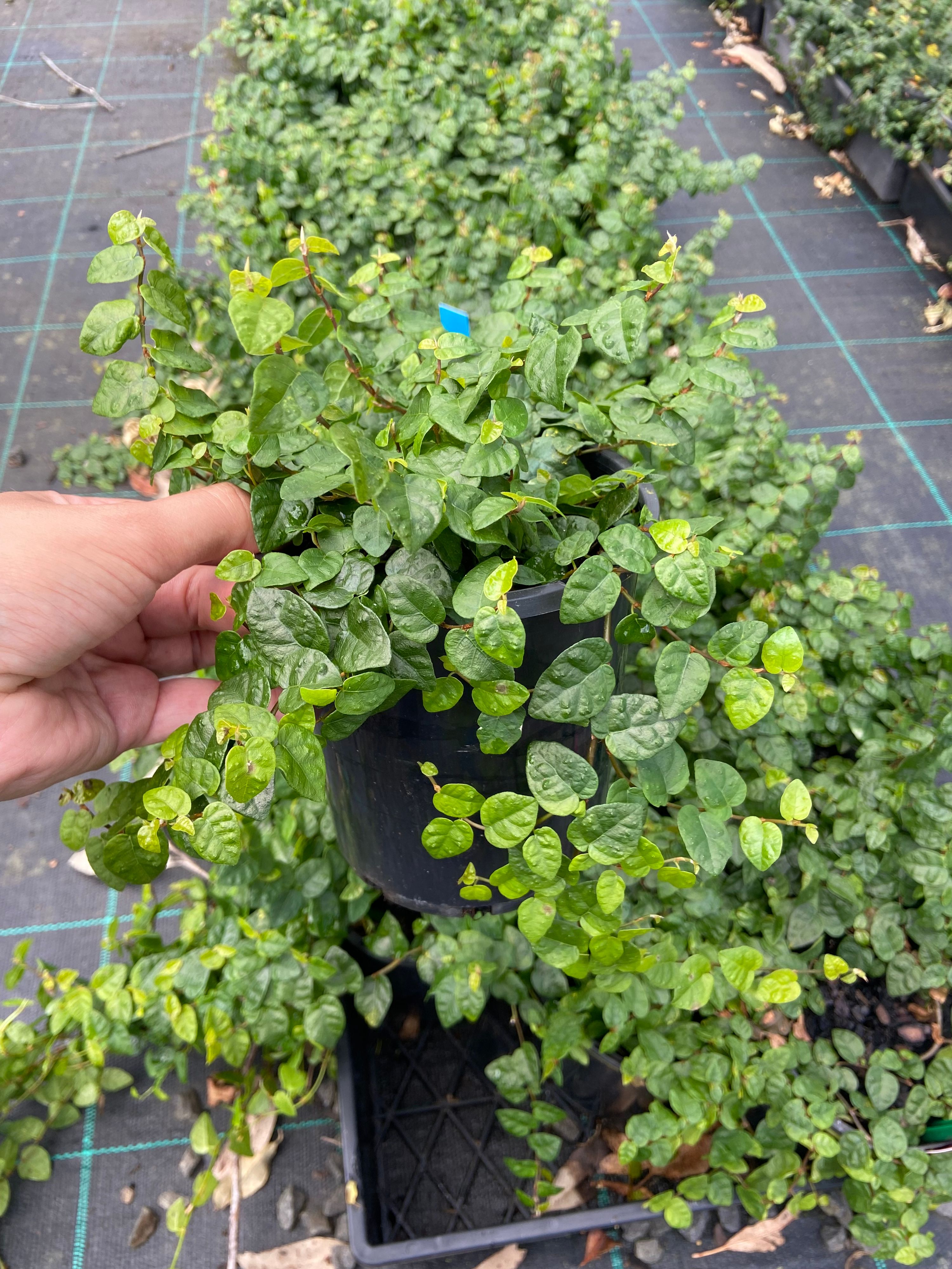 Ficus pumila grown at the nursery