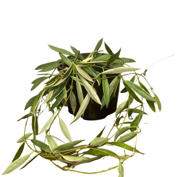 Hoya tsangii Albomarginata, photo 6