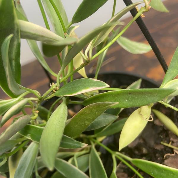 Hoya tsangii Albomarginata, photo 5