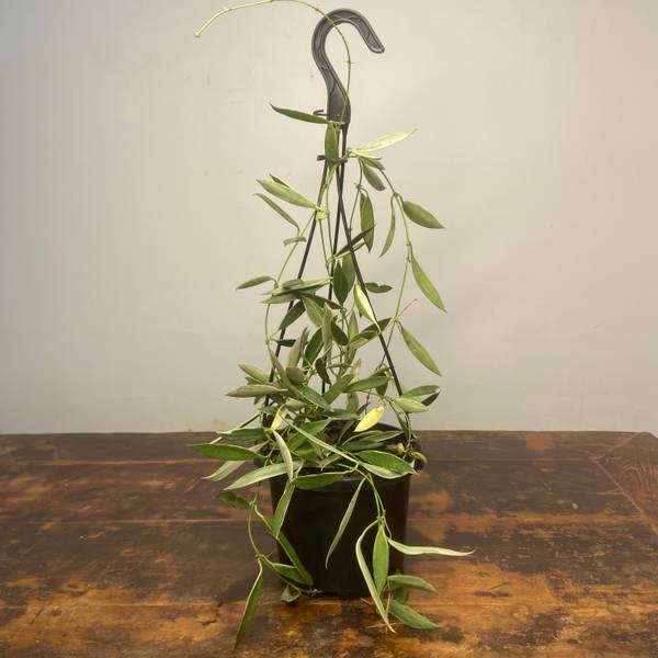 Hoya tsangii Albomarginata, photo 2