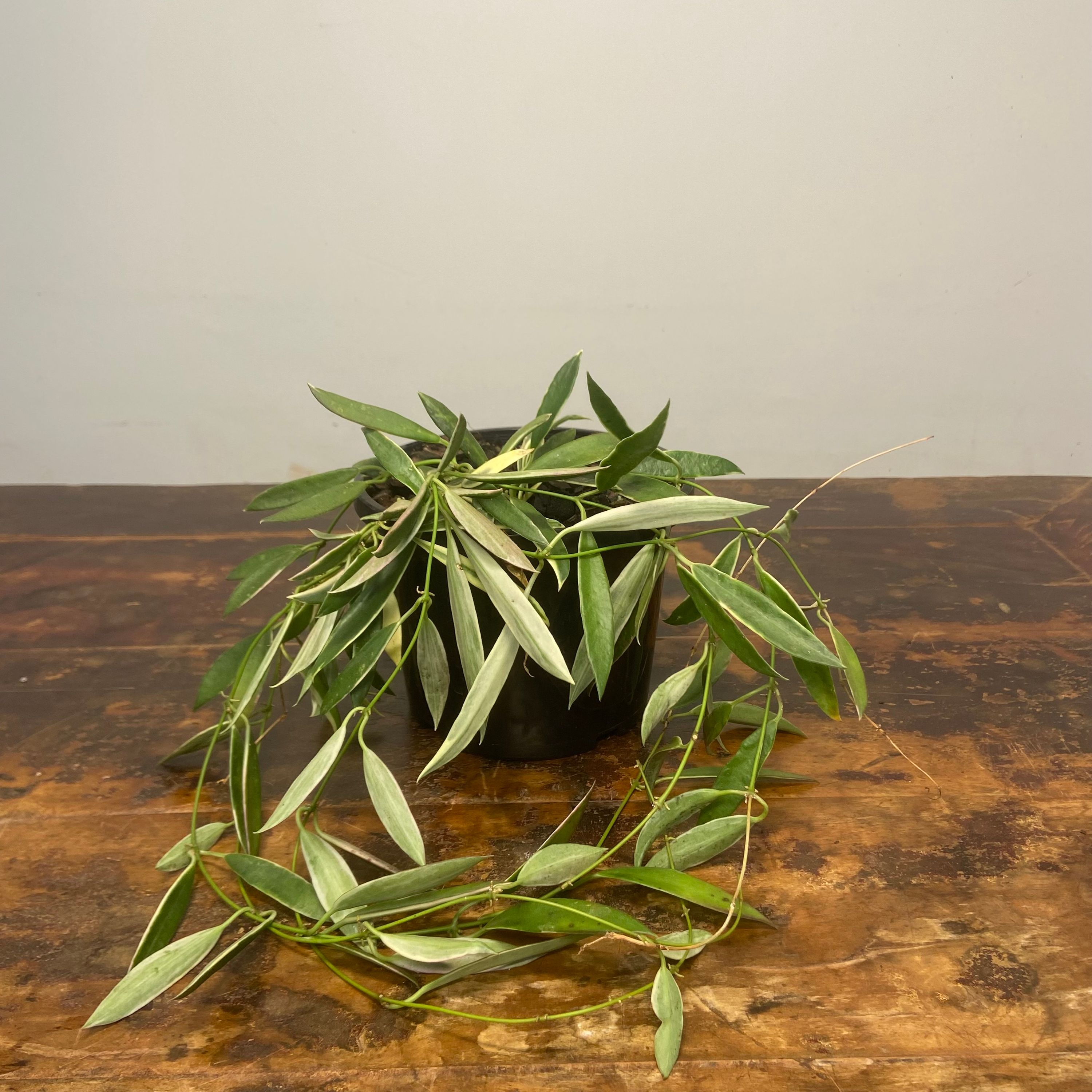 Hoya tsangii Albomarginata, photo 7