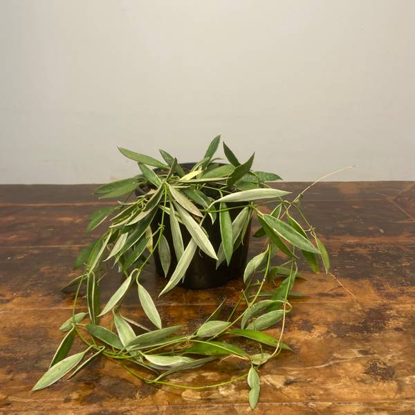 Hoya tsangii Albomarginata, photo 7