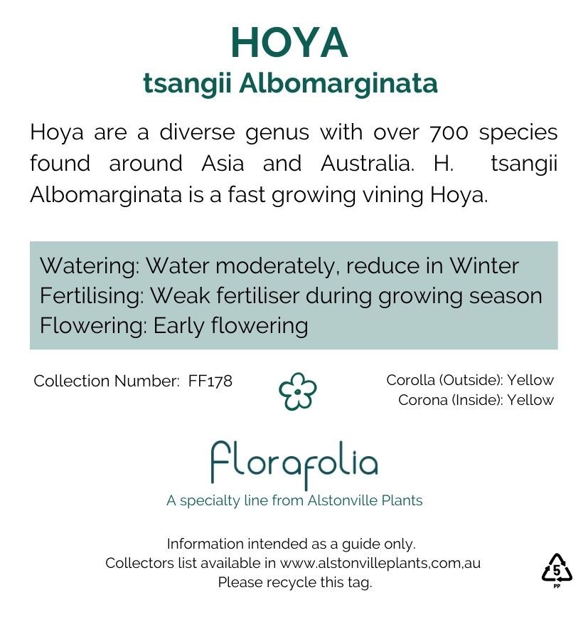Hoya tsangii Albomarginata, photo 8