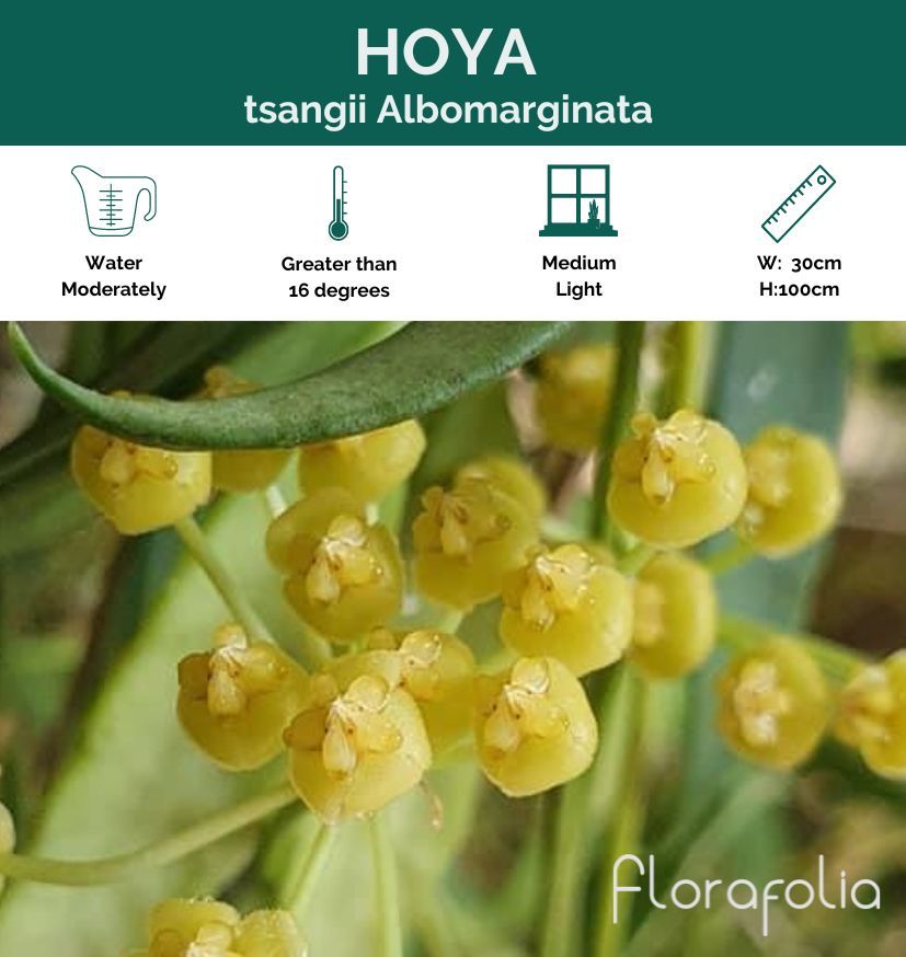 Hoya tsangii Albomarginata, photo 8