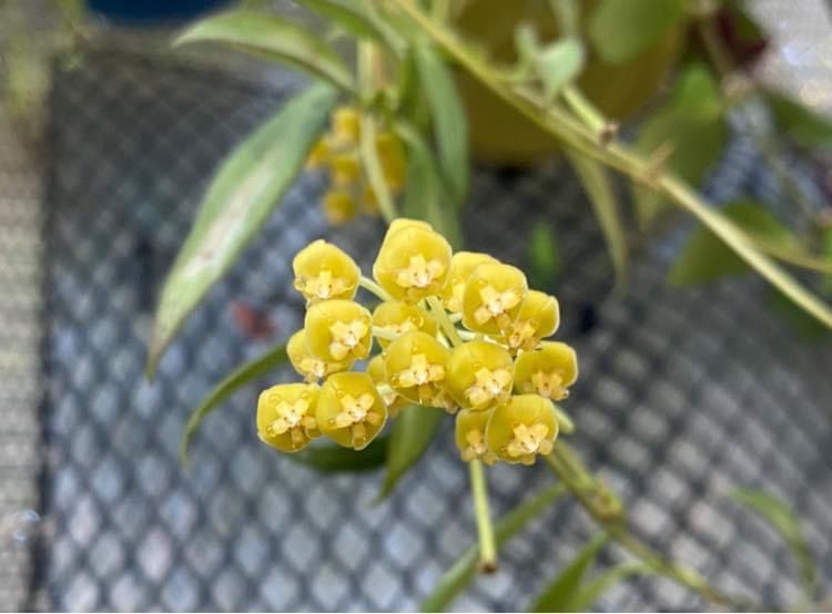 Hoya tsangii Albomarginata grown at the nursery