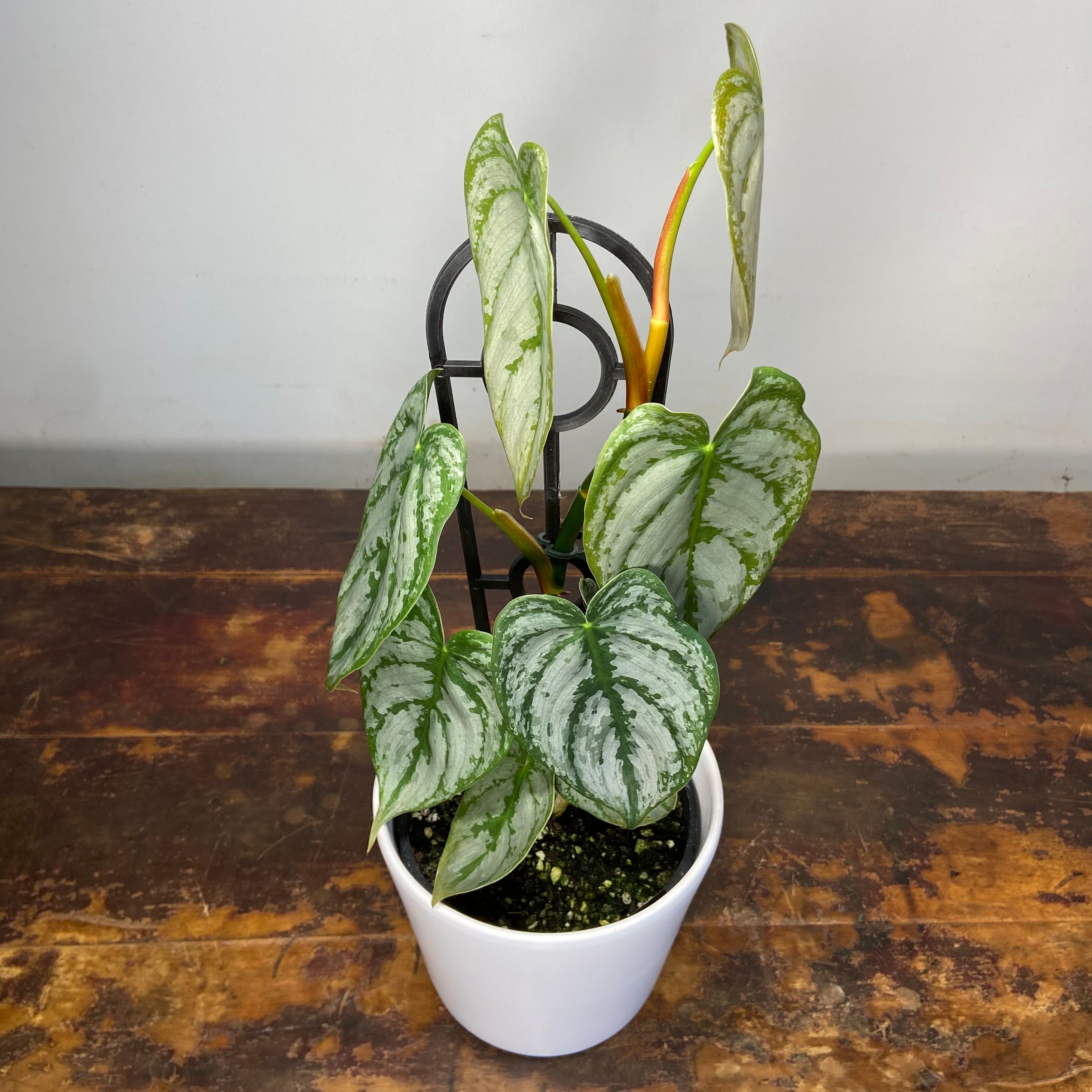 Philodendron brandtianum, photo 3