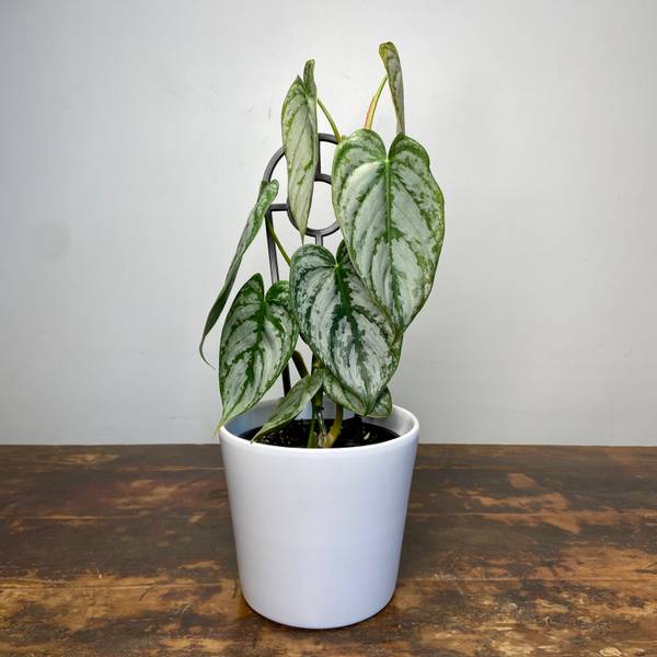Philodendron brandtianum, photo 4