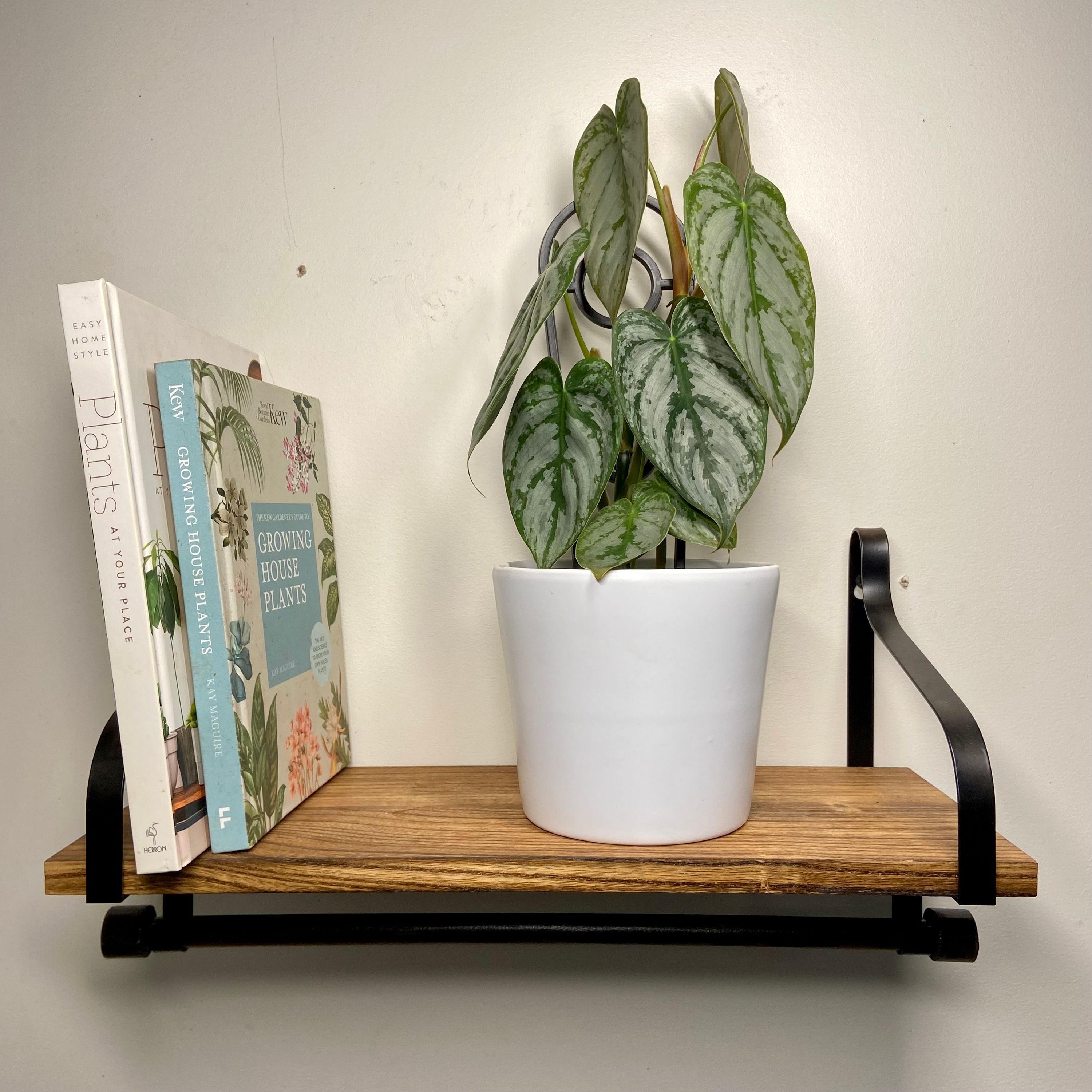 Philodendron brandtianum, photo 5