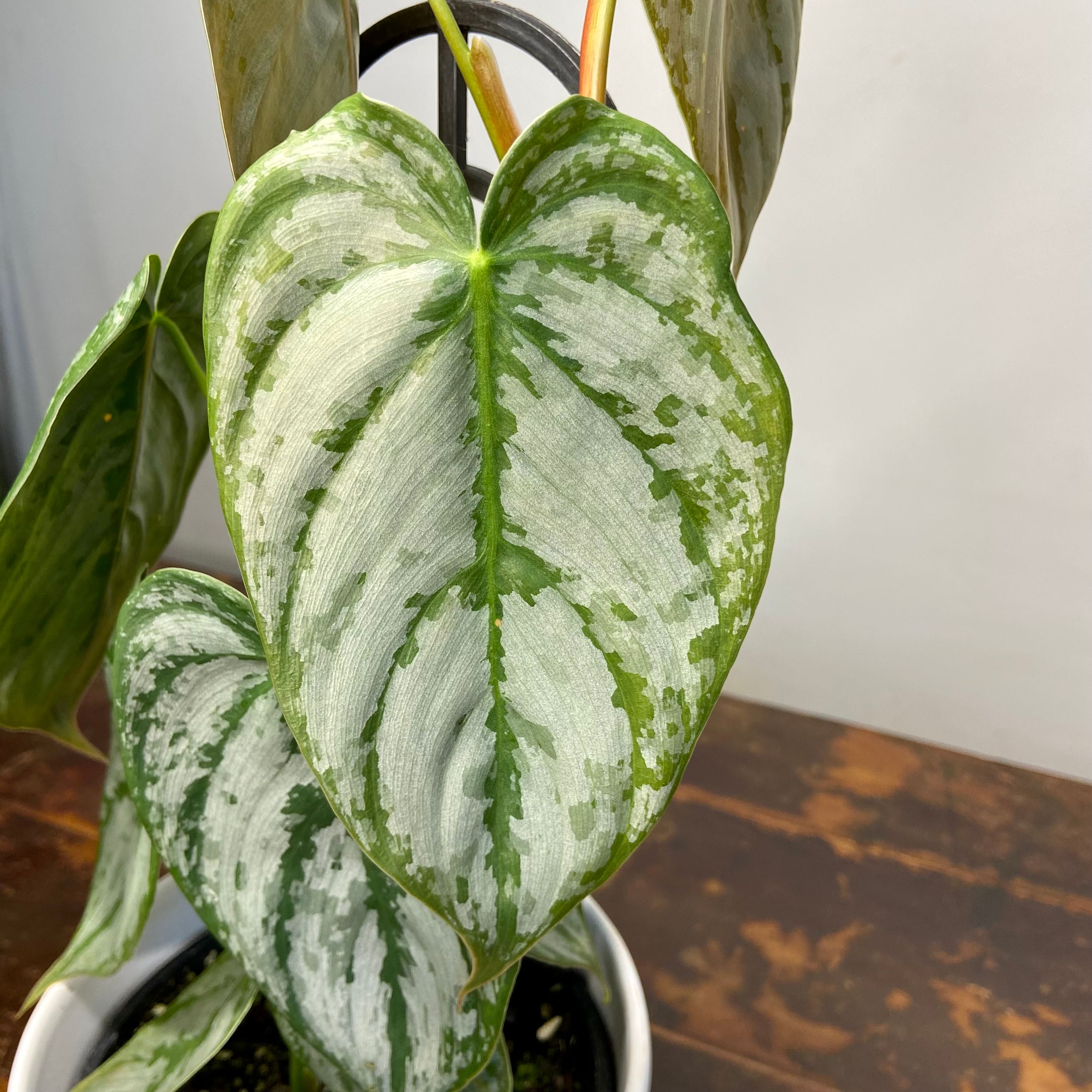 Philodendron brandtianum, photo 6