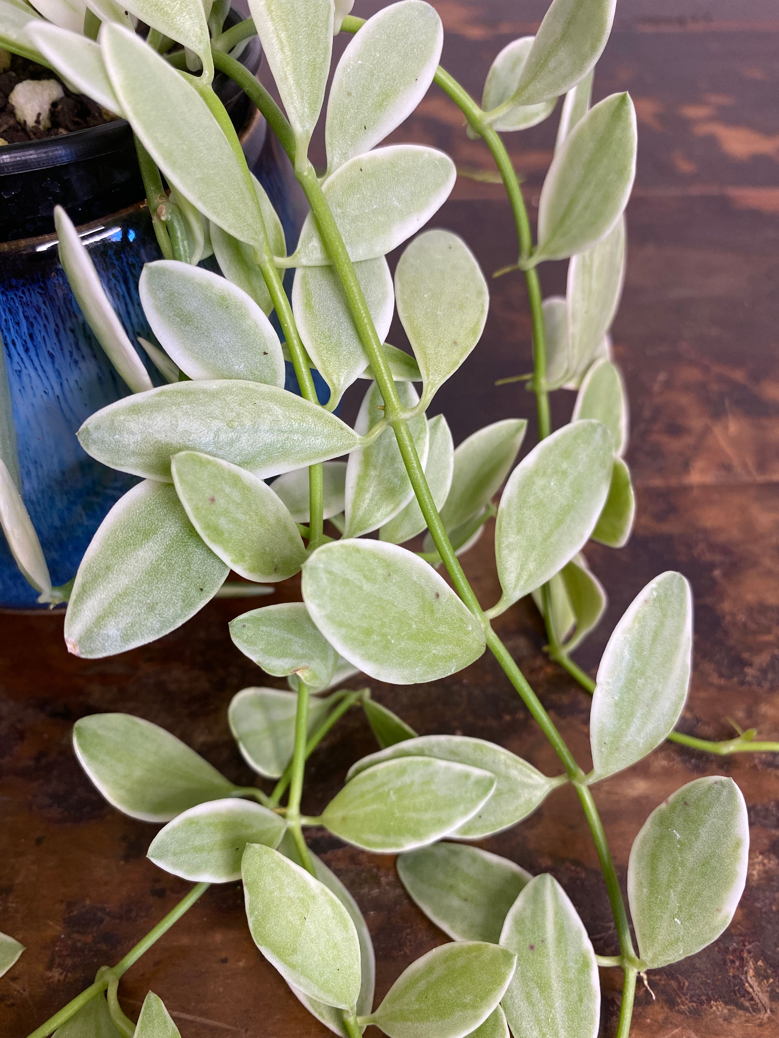 Dischidia oiantha Variegata grown at the nursery
