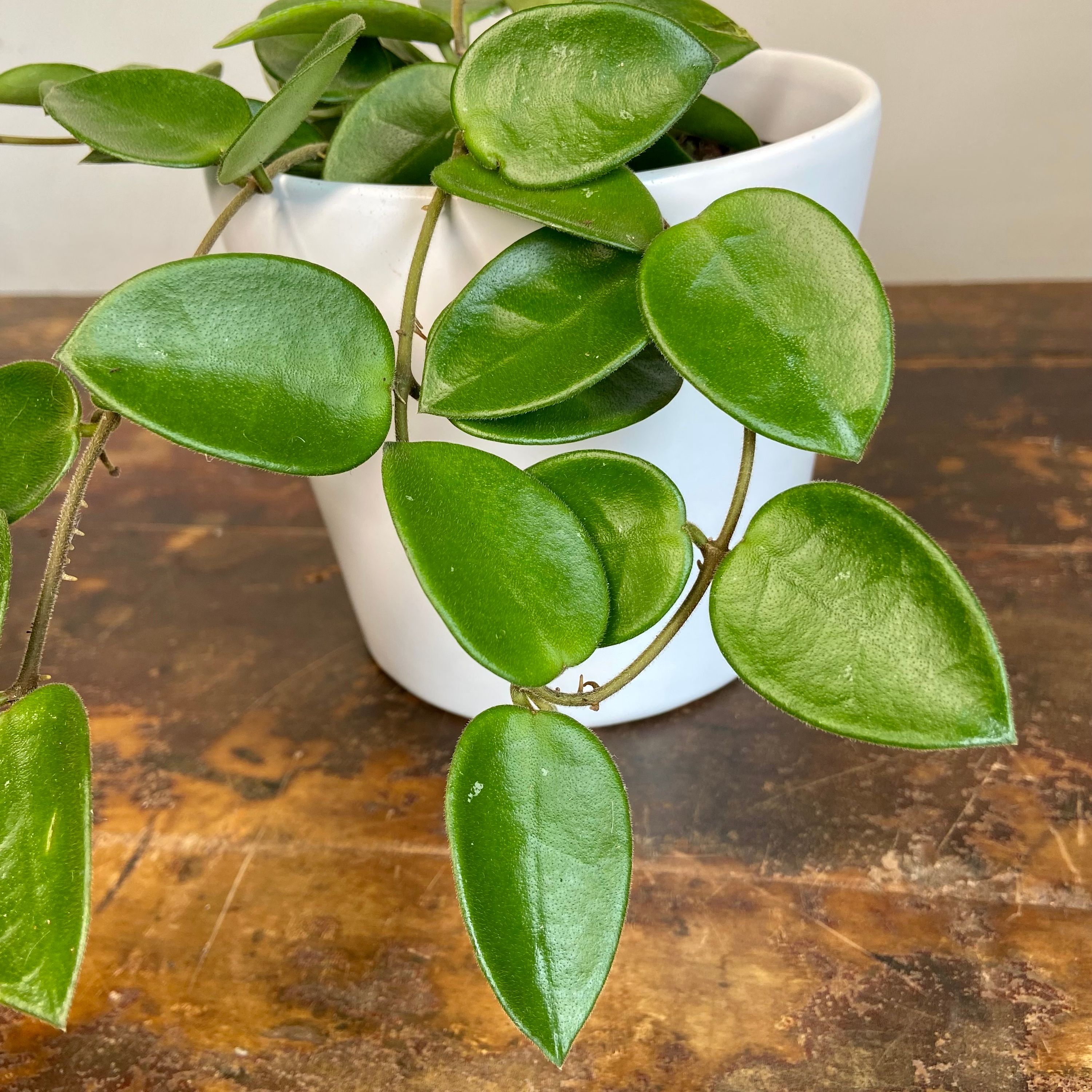 Hoya Chouke grown at the nursery
