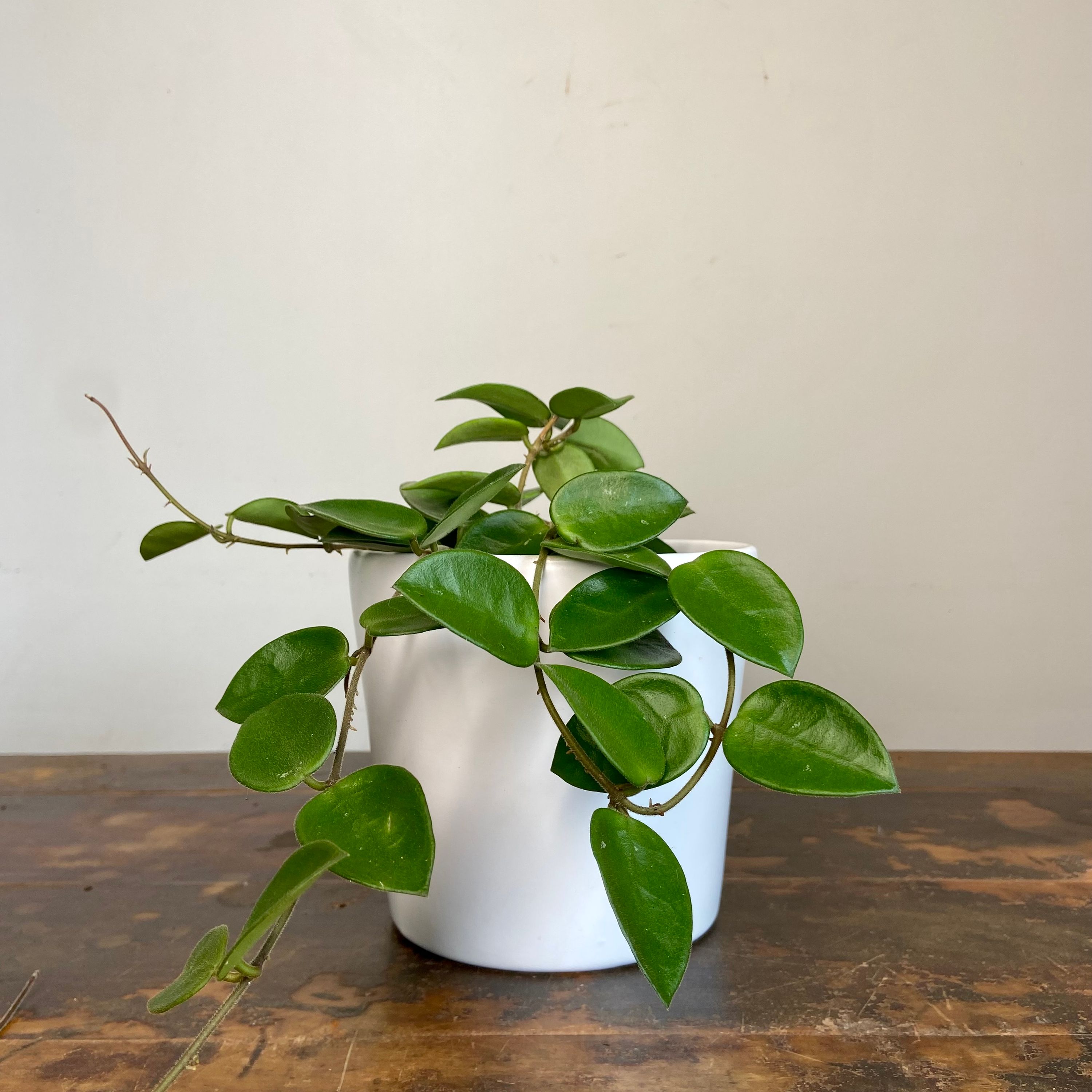 Hoya Chouke, photo 6